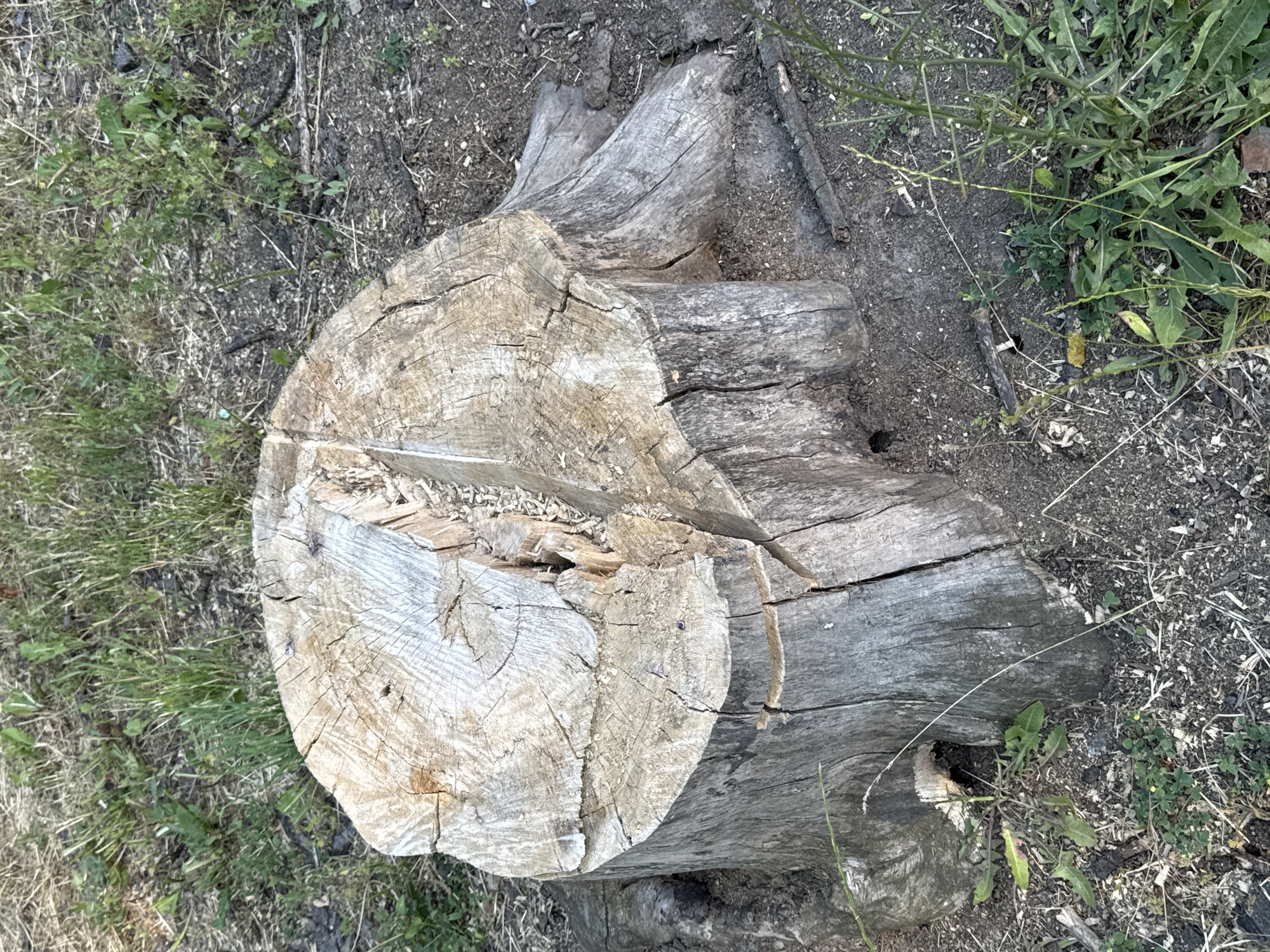 This media file shows a close-up, top-down view of a weathered tree stump lying on the ground. The stump is cut at an angle, revealing the grain and rings of the wood. It is cracked and appears old, with a rough, greyish-brown surface. Some smaller pieces of wood and debris are scattered around the stump.
The stump is situated in an outdoor environment with sparse vegetation. To the left and right of the stump, there are patches of dry grass and green weeds, along with dark soil and some small twigs. The ground appears to be rough and uneven.
There are no people visible in the image, nor any specific activity or event taking place. The lighting suggests it might be daytime, possibly overcast given the lack of harsh shadows. The environment appears natural and somewhat unkempt, possibly a park, forest edge, or undeveloped area. There is no visible text in the image. The provided location context is Odesa, Ukraine.