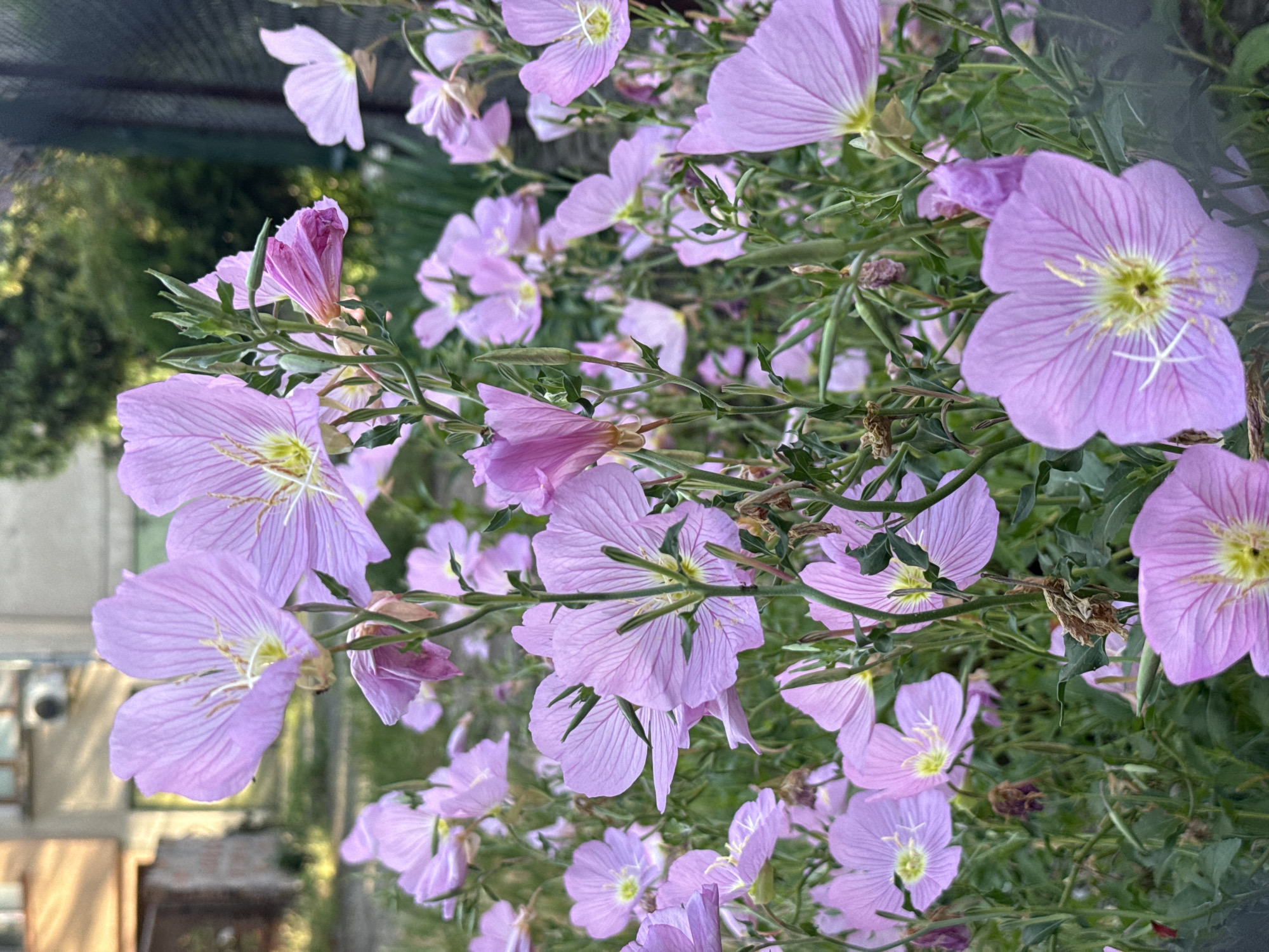 A close-up, vibrant photograph captures a dense cluster of light purple flowers, likely Evening Primrose (Oenothera speciosa), blooming profusely in an outdoor garden setting in Pleven, Bulgaria. The image is composed with a shallow depth of field, bringing the delicate blossoms into sharp focus while softly blurring the background.
Each flower prominently features four broad, soft lavender to light pink petals, intricately detailed with darker, radiating veins. A bright yellow-green center with visible white stamens adds a focal point to each bloom. The flowers are depicted in various stages of development, with many fully open and others appearing as closed buds or partially unfurled. They are supported by slender green stems adorned with narrow, green leaves, contributing to a lush and verdant appearance. Some dried, brownish parts of the plant are also visible amidst the fresh growth.
The background is softly blurred, showing hints of darker green foliage, possibly trees or shrubs, and a dark, mesh-like structure, which might be a shade cloth or netting over a fence or arbor. The lighting is soft and natural, suggesting either an overcast day or the gentle light of morning or late afternoon, enhancing the subtle colors of the flowers without harsh shadows. No human subjects or discernible text are present in the image. The overall scene evokes a feeling of peaceful natural beauty and abundance.