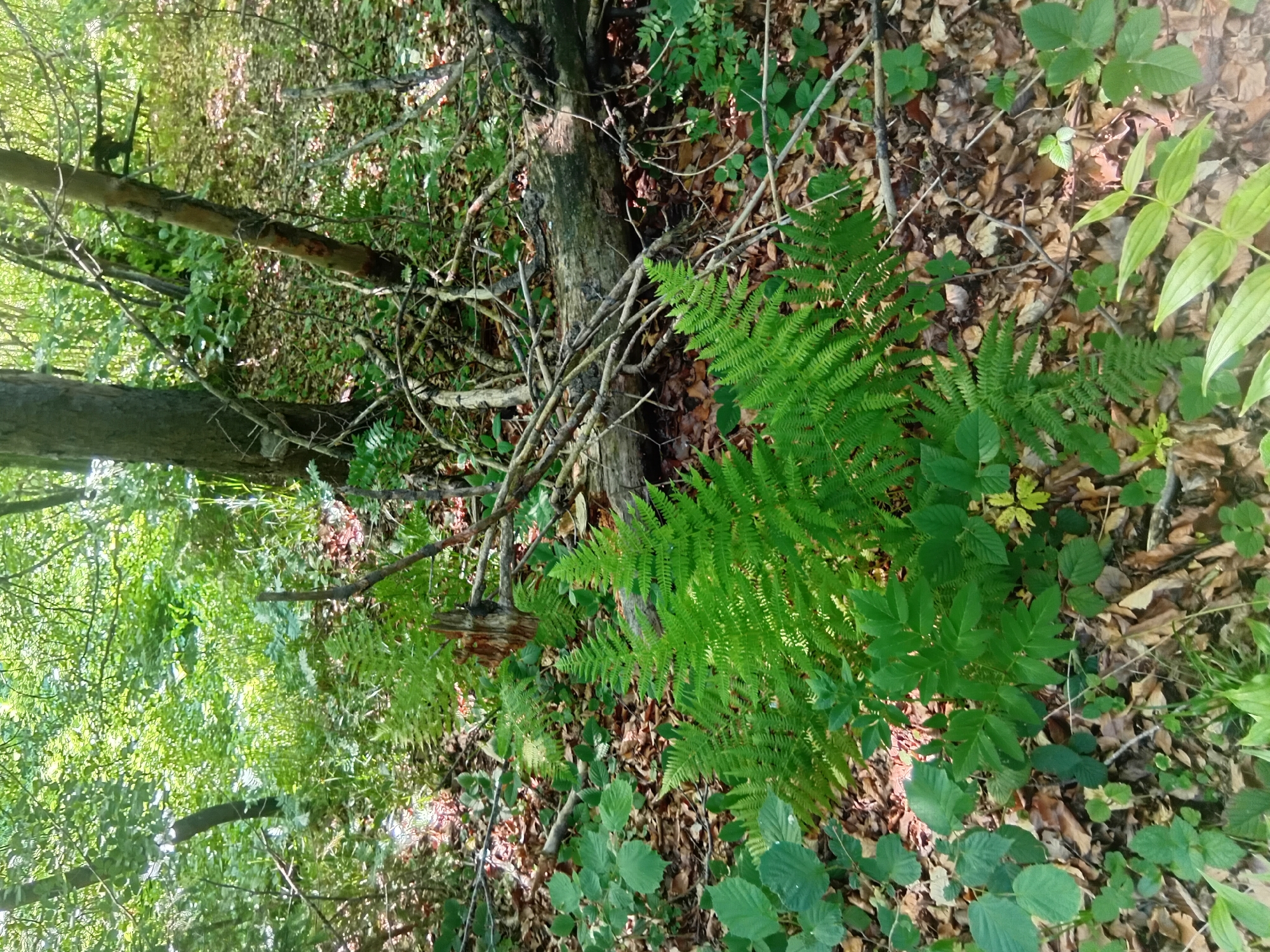 The image depicts a dense forest floor in Verkhniachka, Ukraine. The foreground is dominated by lush green ferns, their fronds unfurling amidst a carpet of fallen brown leaves and twigs. Several tree trunks of varying thickness are visible, disappearing into the leafy canopy above. Scattered branches and a fallen log lie across the forest floor, adding to the natural, untamed environment. The sunlight filters through the leaves, creating dappled patterns on the ground. No people or animals are present in the scene.