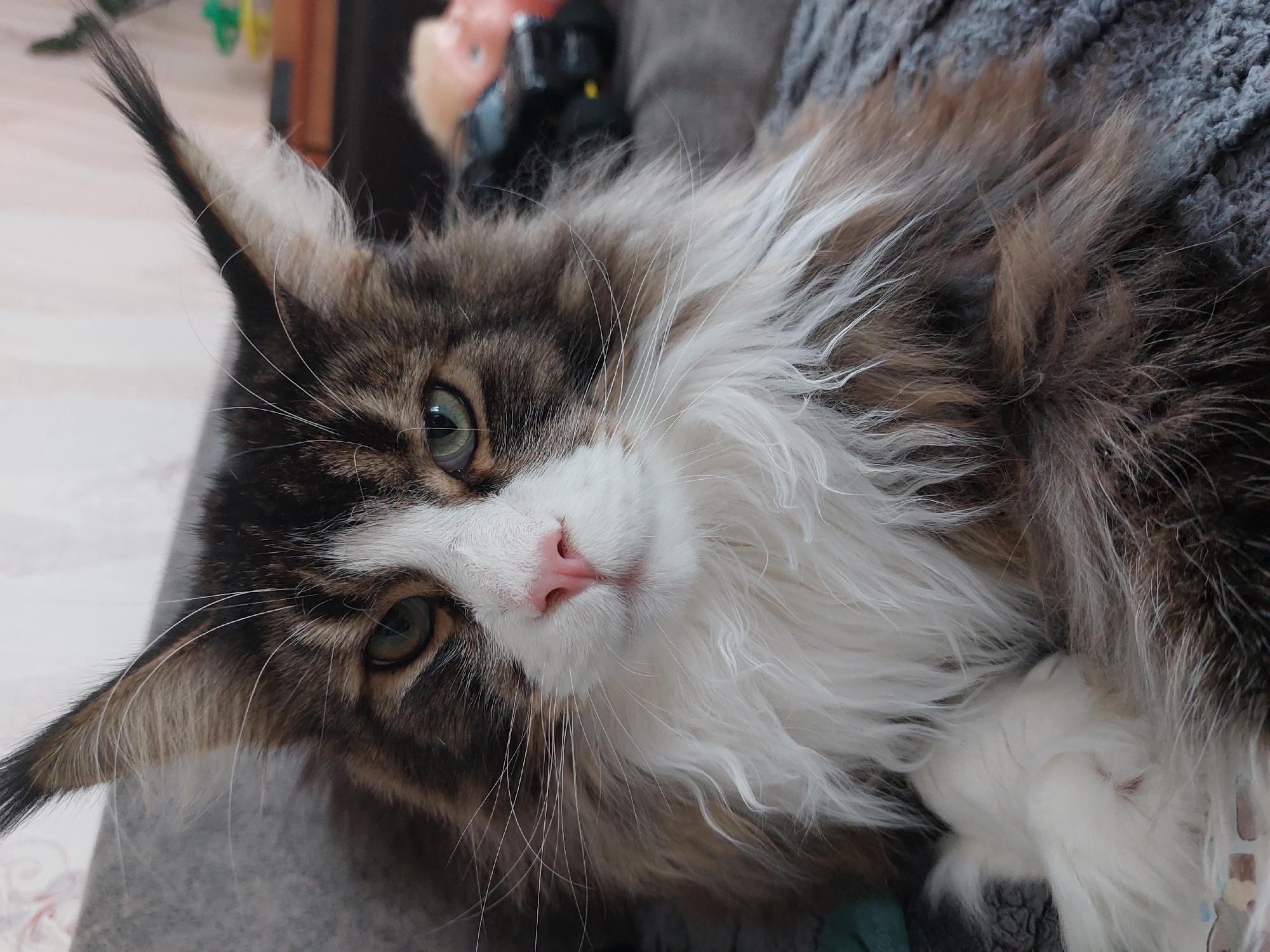 A close-up, slightly angled shot shows a Maine Coon cat with brown and white fur. The cat is lying down, possibly on a gray blanket. Its face is white with a pink nose. The cat has long whiskers and green eyes. The background is blurred, but includes a dark cabinet and indistinct colorful objects.
There is no indication that the image was taken in Большой Букор, Russia, or anywhere specific.