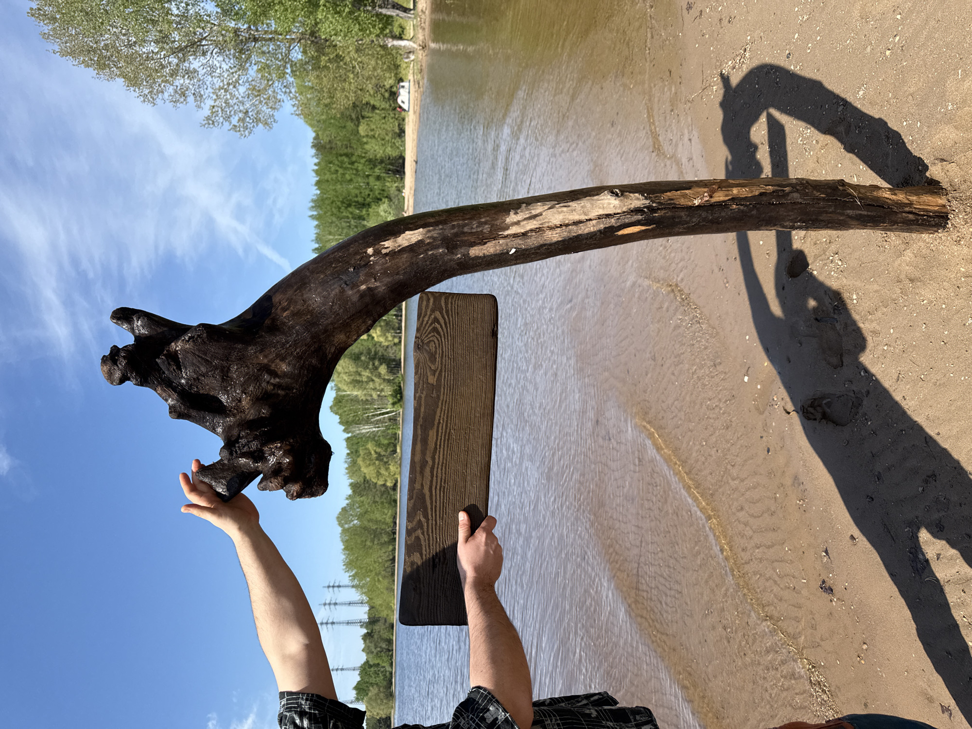 A person on a sandy beach holds a large, curved, dark-colored piece of driftwood horizontally, with one end resembling a root ball and the other end a solid branch. The person's arms are visible, wearing a plaid shirt. They hold the driftwood and a dark, rectangular wooden plank, possibly for support or stability. The background features a body of water with gentle waves lapping on the shore. Beyond the water is a forest line and a clear blue sky with scattered clouds. The scene appears to be near a city, indicated by distant electrical pylons visible behind the person. The shadow of the driftwood is cast on the sand. The location is Noviy, Russia.