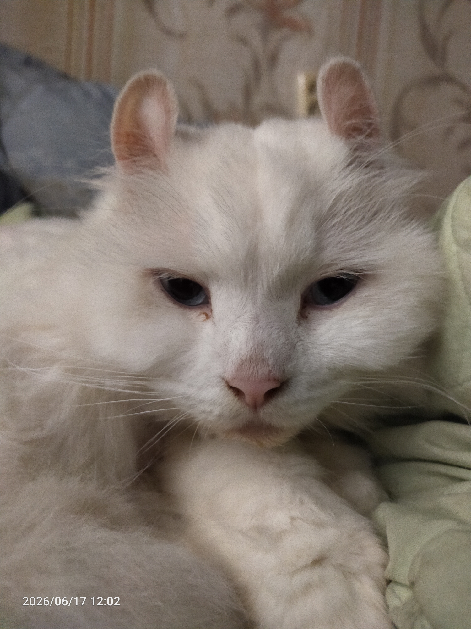 A close-up shot captures a white cat with folded ears and blue eyes resting on a light green blanket. The cat's fur is long and fluffy, with a pink nose and whiskers. The background features a wall with a patterned wallpaper. A date and time stamp at the bottom of the image reads "2026/06/17 12:02".