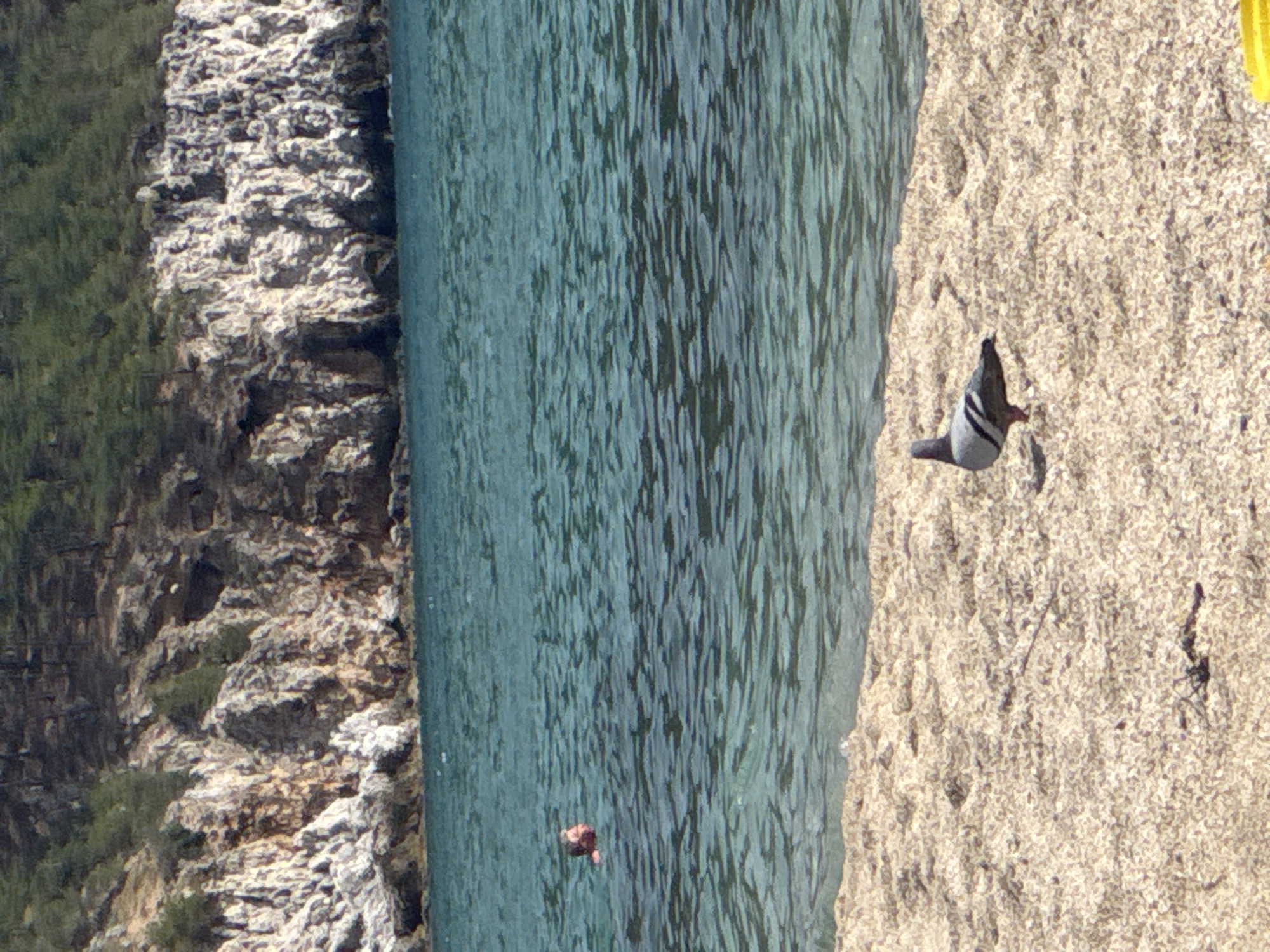 A landscape-oriented, high-angle photograph captures a beach scene in Alanya, Turkey. The image is slightly rotated. The left side of the image features a rugged, rocky cliff face with sparse vegetation. Adjacent to the cliff is the turquoise water of the sea, marked by gentle ripples. In the water, a single swimmer can be seen. To the right of the water is a sandy beach. A pigeon appears to be taking flight on the beach. The top-right corner has a portion of a yellow object visible.