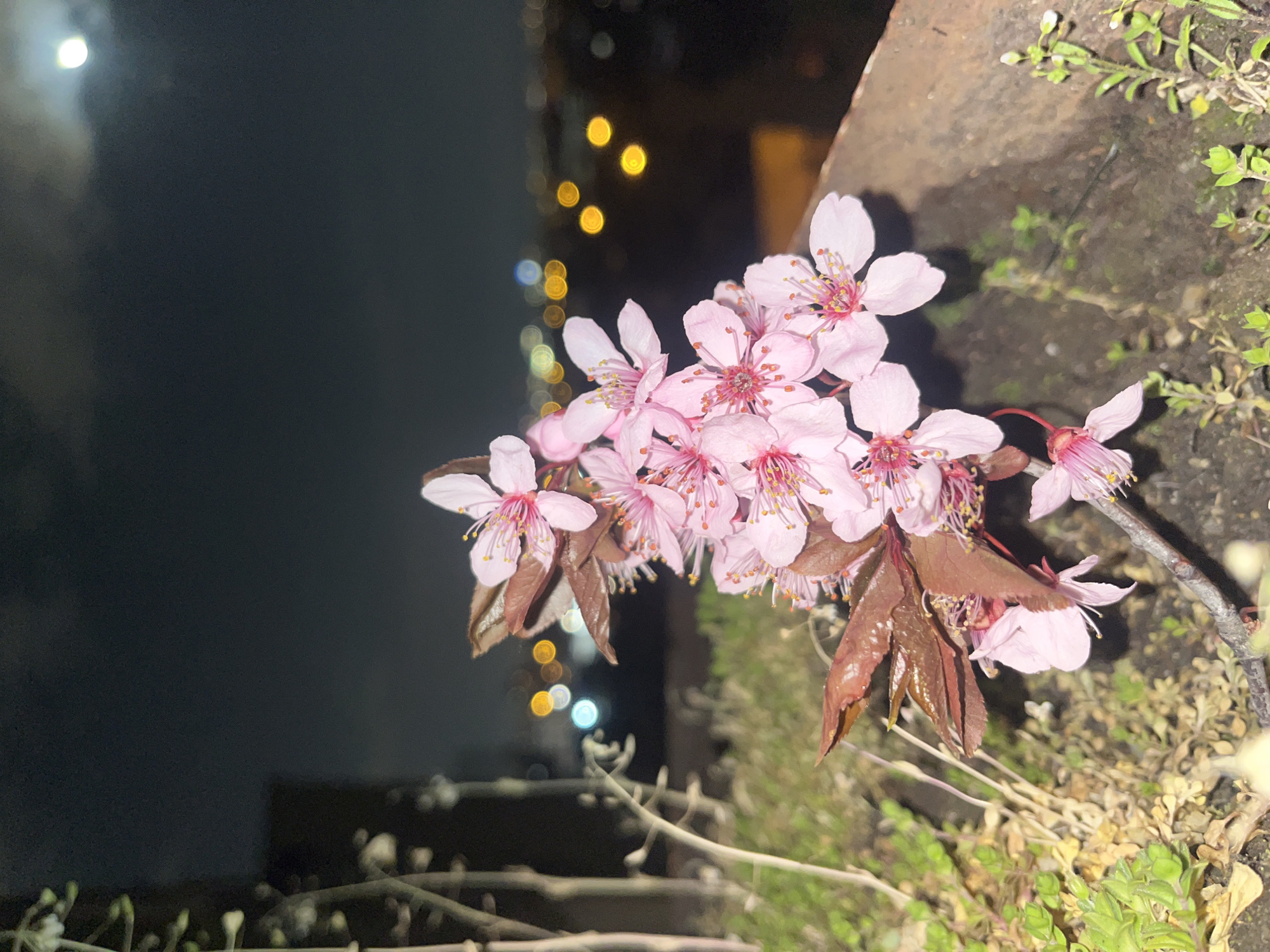 The image presents a close-up view of a cluster of pink cherry blossoms in bloom at night. The flowers are the primary focus, exhibiting delicate petals and prominent stamens. Some brown leaves are visible among the blossoms.
The flowers are growing near a concrete or stone structure covered in moss and small plants. In the background, there is a dark sky, possibly at dusk or night, with a bright moon in the upper left corner. Out-of-focus lights suggest an urban setting. Based on visual similarities, the location might be near a body of water or a riverbank based on the blurred lights suggesting street lighting.
While the image does not offer direct evidence, based on the background and context, the location may be in Sofia, Bulgaria. However, definite verification requires additional details.