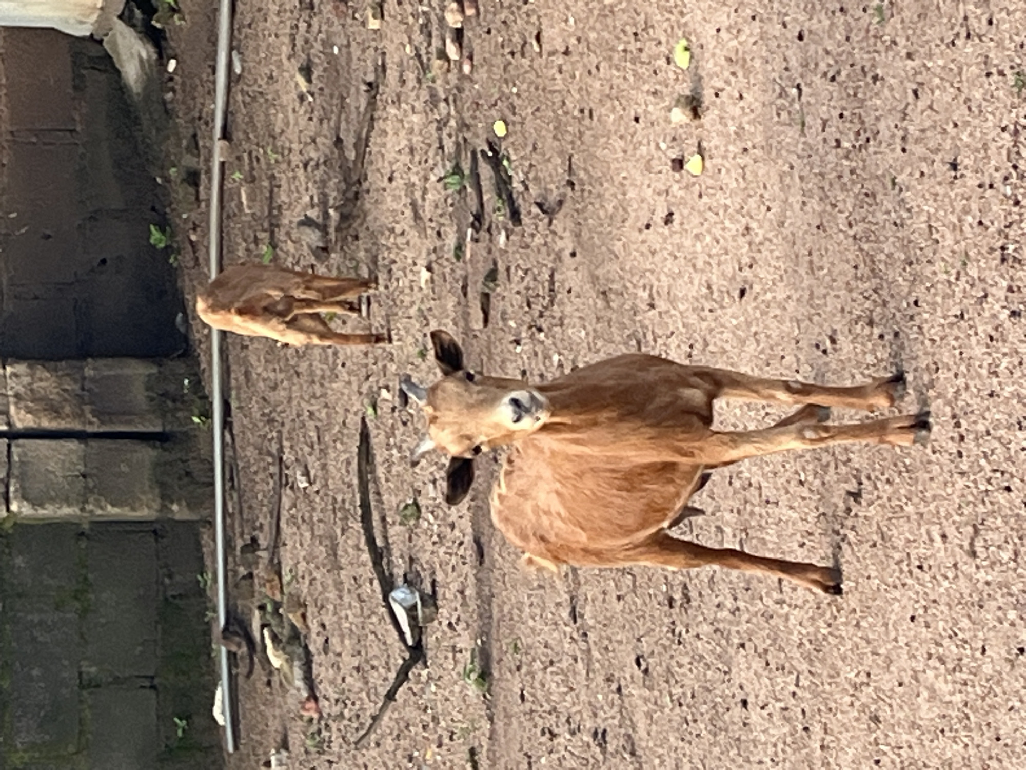 A brown goat stands in the foreground of the image, facing the camera with a curious expression. Its fur is a light brown, and it has small, curved horns. The goat's legs are visible down to its hooves, and it appears to be standing on a surface of gravel and dirt. In the background, another brown goat stands with its back to the camera. Behind the goats, there is a rough, stone wall, and further back, some scattered debris. The scene appears to be an outdoor setting, possibly a rural or semi-urban area. The overall impression is one of a simple, natural environment, likely in a village or farm setting. The image can be interpreted as depicting everyday life in a community where livestock are common.