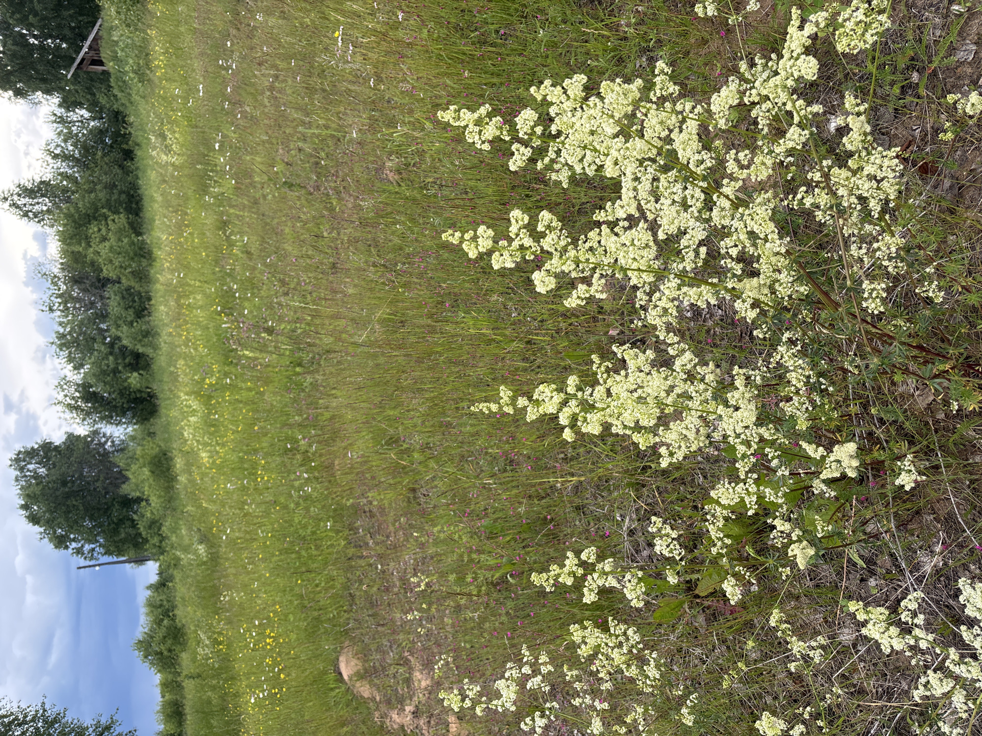This is a medium shot, eye-level, vertical photograph taken outdoors in a grassy field with scattered wildflowers under a cloudy sky. In the foreground, several clusters of small, pale yellow flowers with delicate green stems are in bloom. The field behind them is overgrown with tall, green grass and various small wildflowers, including yellow and white varieties. In the middle ground, a gentle slope rises, covered in more grass and wildflowers, with a cluster of green trees forming a backdrop. A tall, slender wooden pole with a thin object protruding from its top is visible on the left side of the frame, amidst the trees. Further back, on the right side of the slope, a small, wooden, shed-like structure with a slanted roof is partially visible. The overall impression is of a natural, uncultivated landscape. The specific location in the city of Курган, Russia, is not discernible from the visual evidence.