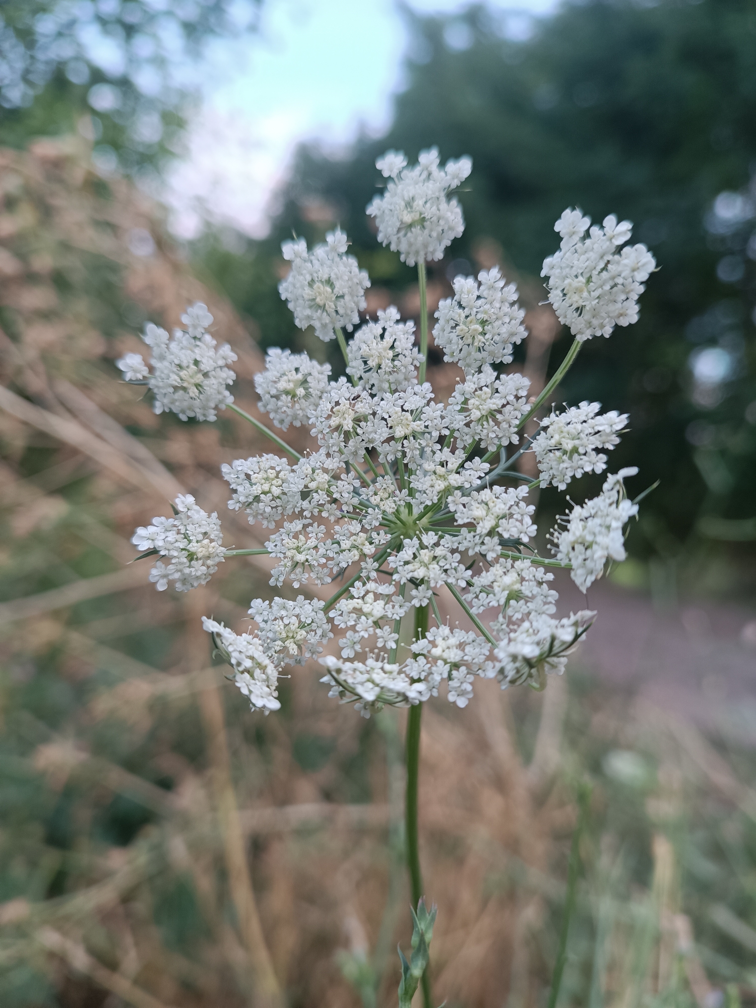 A close-up, vertical shot captures a Queen Anne's Lace flower in full bloom, its delicate white umbels forming a complex, lace-like pattern. The flower is centered in the frame, with its thin green stem extending downwards out of view. The background is a soft blur of natural elements. To the left and in the foreground, dried grasses and vegetation create a muted, earthy tone. Behind the flower, a dense, dark green mass of foliage suggests trees or bushes, likely part of a park or natural area. Above this, the sky is a pale, overcast blue. The overall impression is one of a tranquil, natural setting. The image appears to have been taken outdoors during daylight.