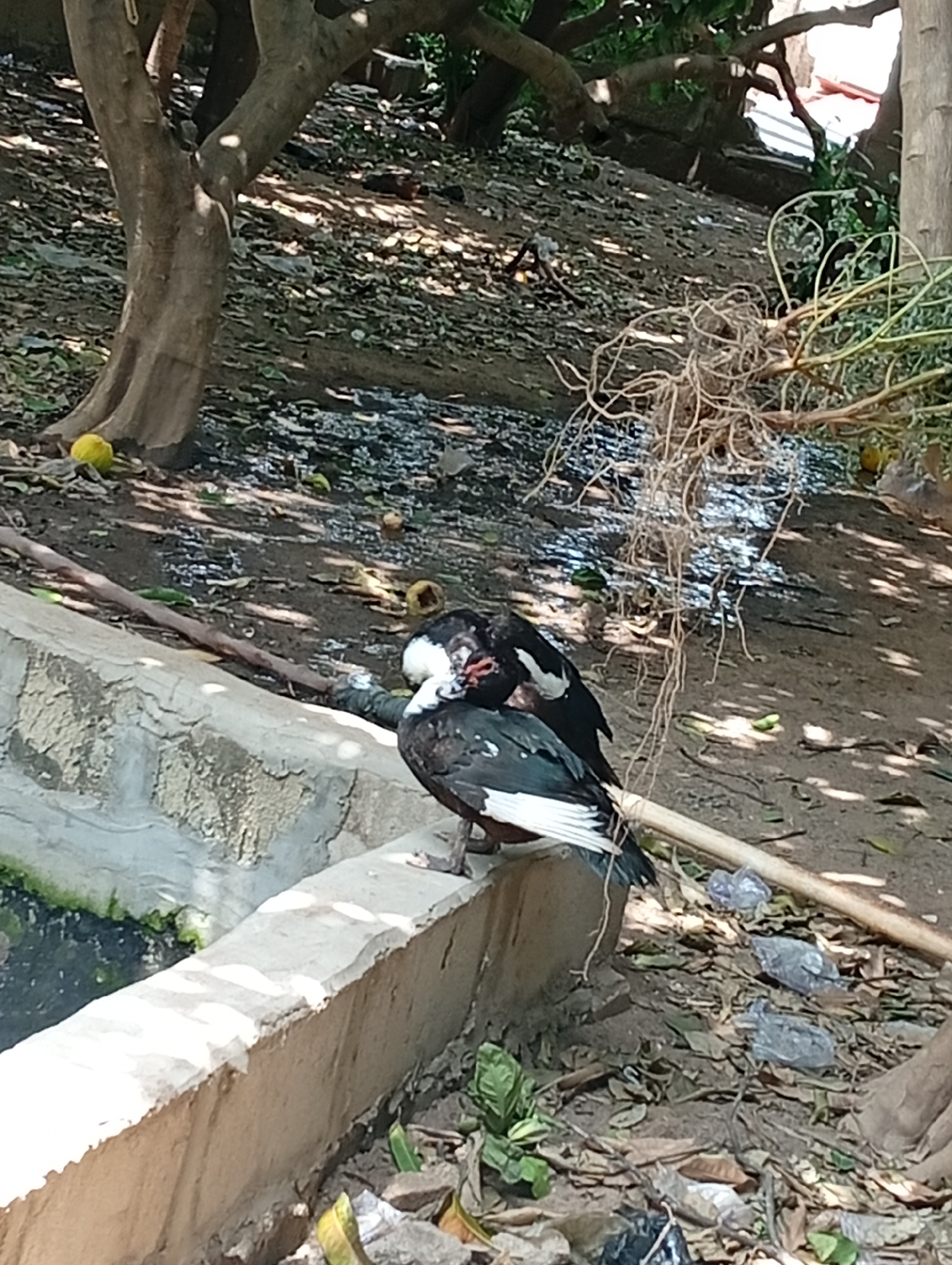 Two dark-colored ducks with white markings are perched on the edge of a concrete structure. One duck is facing to the right, with its head down and partially obscured by its body. The other duck is facing to the left, with its head also down. The concrete structure appears to be the edge of a pond or water feature, with dark water visible on the left. The ground around the structure is covered in dry leaves, twigs, and some scattered litter, including plastic bags. Trees with visible branches and foliage are present in the background. The overall scene suggests an outdoor environment, possibly a park or a less maintained area within a city.