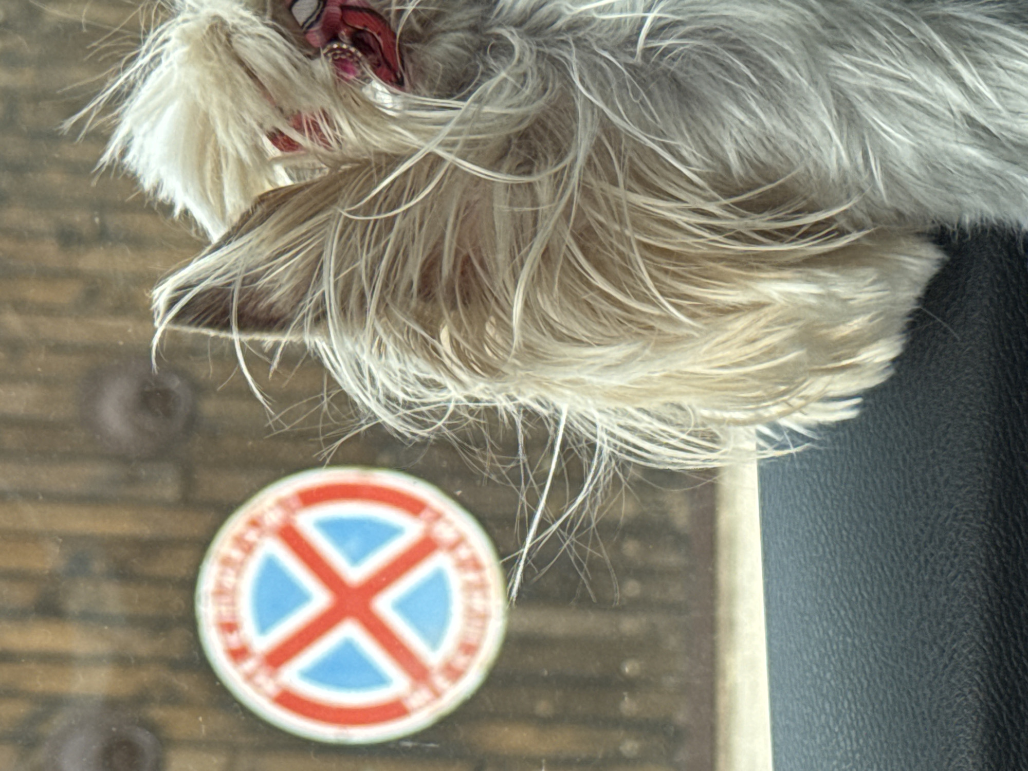 A close-up shot shows a dog's head resting atop what appears to be a car window, with a "no stopping" traffic sign visible through the window. The dog has long, light-colored hair. The car's interior, featuring a dark, possibly leather, surface, is also visible. The traffic sign is circular, with a red border and a red "X" superimposed on a blue background. The scene suggests the dog is inside a car parked in an area where stopping is prohibited. The specific location is Unknown, Unknown.