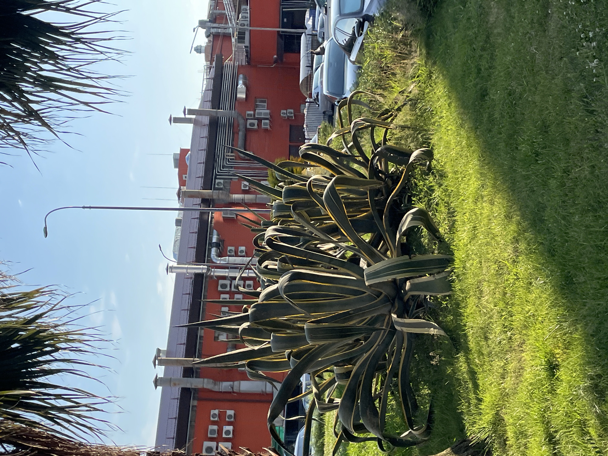 The image depicts a sunny day in Sochi, Russia, with a clear blue sky. In the foreground, a large agave plant with thick, variegated leaves dominates the frame, its spiky leaves curving outwards. To the left and right of the plant, palm fronds are visible, suggesting a tropical or subtropical environment.
Behind the agave, a modern, red brick building rises, featuring numerous windows and an array of air conditioning units mounted on its facade. Several metal pipes and conduits run along the building's exterior, as do ventilation shafts and chimneys. In front of the building, a row of parked cars, mostly white and silver, are visible. The scene is bordered by a lush green lawn, illuminated by the bright sunlight, casting distinct shadows. A streetlamp is also visible in the background. The overall impression is of a well-maintained outdoor area adjacent to a commercial or residential building, likely during daytime given the strong lighting.