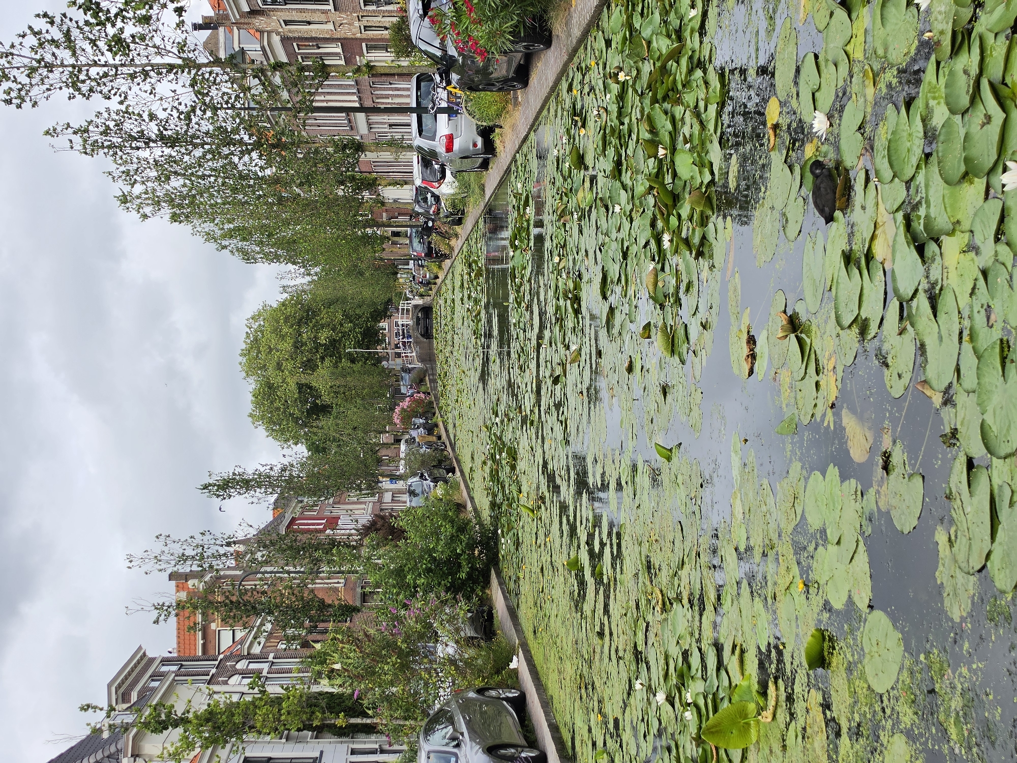 The image depicts a picturesque canal scene in Delft, Netherlands, likely during a cloudy day. The canal is densely covered with lily pads, with several white and yellow water lilies in bloom. A small, dark-colored bird, possibly a coot or duck, is visible swimming among the lily pads. Along the right bank of the canal, a row of charming brick houses with traditional Dutch architecture line the street. Cars are parked along the sidewalk in front of the houses. On the left bank, a silver car is parked, and lush green bushes and trees are abundant. In the distance, a bridge crosses the canal, and more trees and buildings are visible. The overall atmosphere is serene and idyllic, showcasing a typical Dutch cityscape with its characteristic canals and historic architecture.