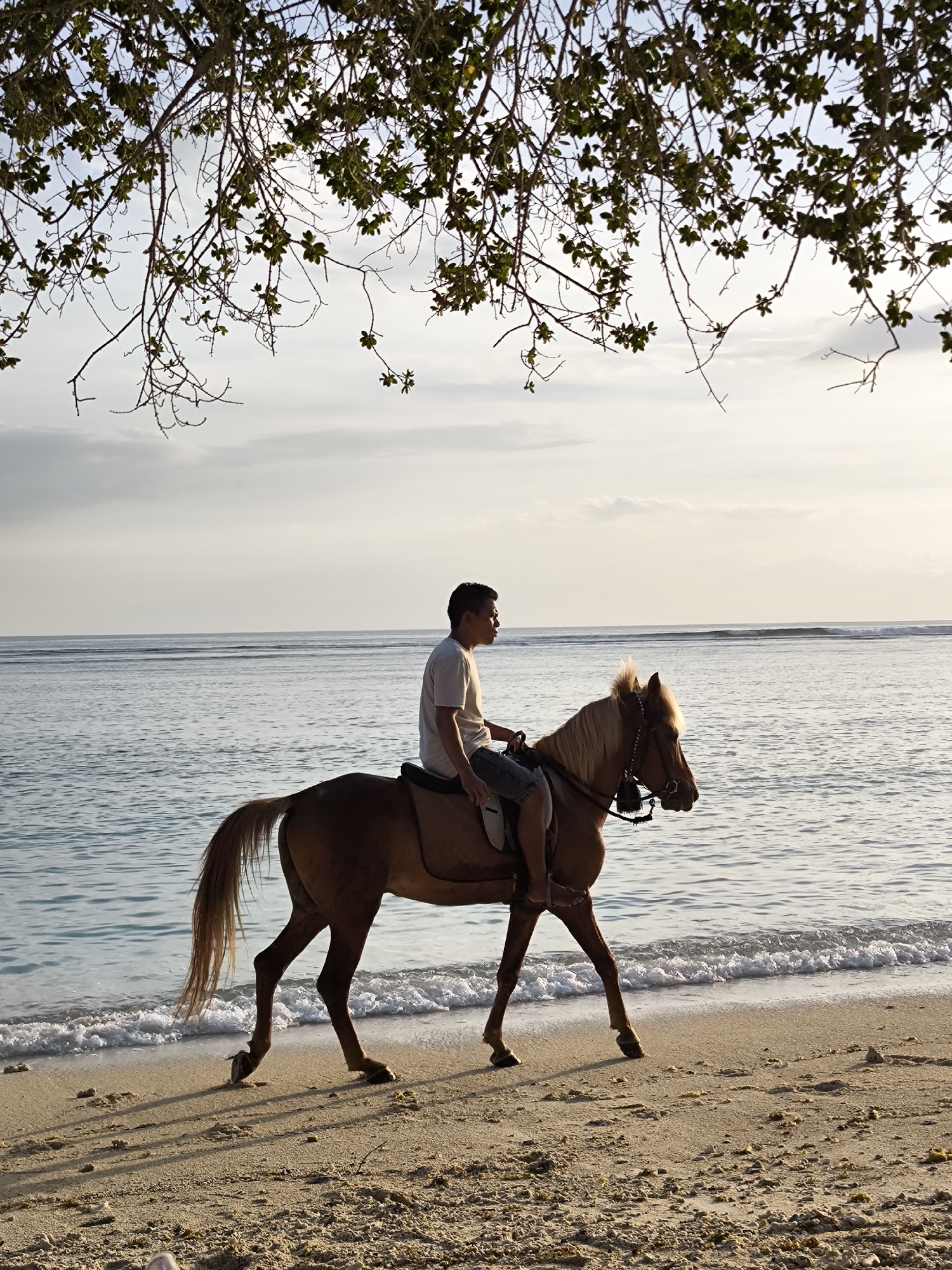 A man rides a horse on a beach in Unknown, Indonesia. The man is wearing a light-colored t-shirt and dark shorts. The horse is brown with a light mane and tail. The beach is sandy, with small waves. The sky is cloudy. There is a tree branch with leaves in the upper portion of the image.