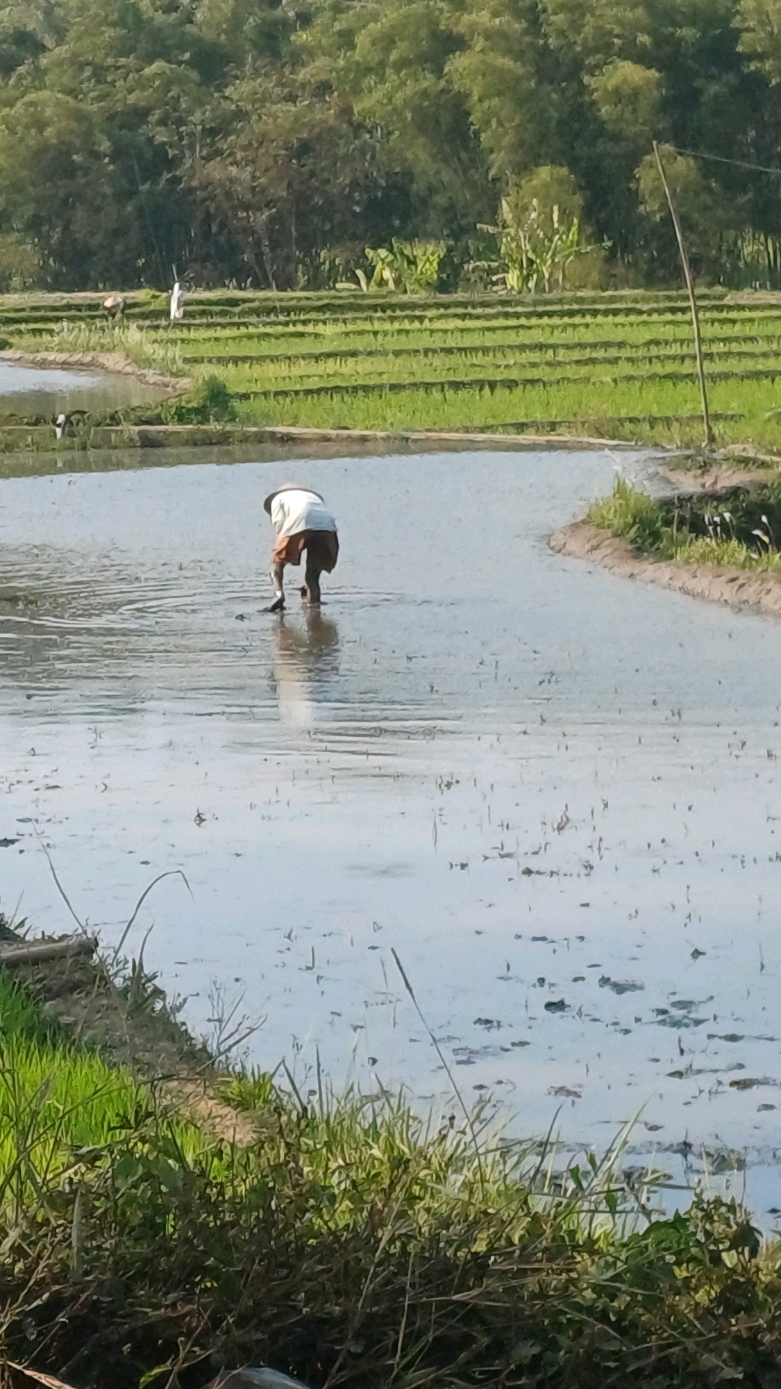 A person is working in a flooded rice paddy in Wonokerso, Indonesia. The person is wearing a white shirt and brown shorts and is bent over, appearing to be planting or tending to the rice. The rice paddy is filled with water, reflecting the sky and surrounding greenery. In the background, there are terraced rice fields and a dense line of trees. The sun is shining, casting a warm light on the scene. A wooden pole stands in the middle of the rice paddy. The foreground shows the edge of a rice paddy with green grass and vegetation.