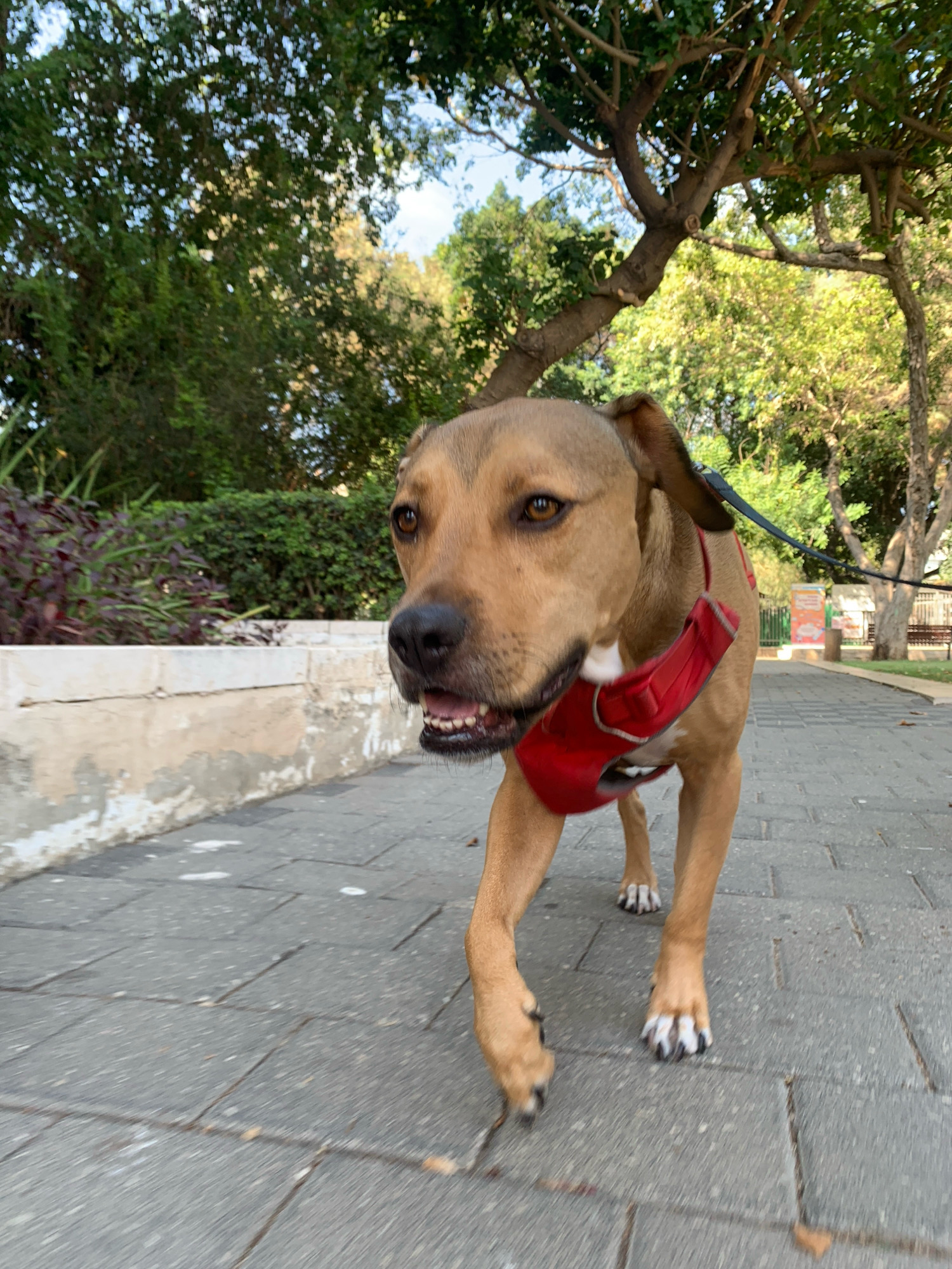 A medium-sized, tan-colored dog with a red harness is walking on a paved sidewalk. The dog is in the foreground, facing the camera with its mouth slightly open, showing its teeth. The sidewalk is made of gray rectangular tiles. To the left of the sidewalk, there is a low, weathered concrete wall with some vegetation behind it, including dark purple and green leaves. Further to the left and in the background, lush green trees and bushes are visible, with sunlight filtering through the leaves. To the right of the sidewalk, the path continues with trees and some distant structures that appear to be part of a park or public area, possibly including benches and colorful signs. The overall environment suggests an outdoor, urban setting with well-maintained landscaping. The image appears to be taken in Tel Aviv, Israel, based on the architectural style and vegetation commonly found in the city.