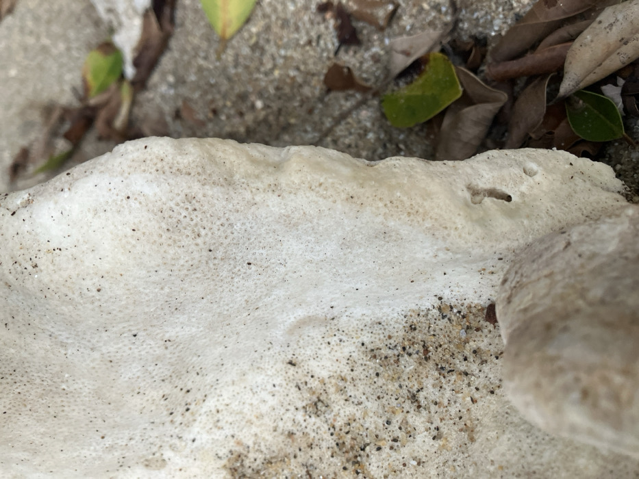 The image displays a close-up view of an irregular, off-white object, likely a piece of coral or porous marine rock, resting on a textured ground surface in Sơn Trà Ward, Vietnam. The object, which occupies the majority of the left and center frame, exhibits a highly porous surface with numerous small, circular indentations and an uneven, somewhat undulating edge along its right side, where a few small holes are visible. Patches of light brown and dark granular sand adhere to its surface, particularly on the left. A blurred, light-colored, smooth object is partially visible at the bottom-center, protruding from beneath the main object. To the right of the main object, the background shows a grey, granular ground surface, possibly concrete or pavement, strewn with several dried leaves, varying in color from brown to shades of green. No people are present, and no active actions or interactions between animate subjects are depicted. The scene captures static natural and environmental elements.