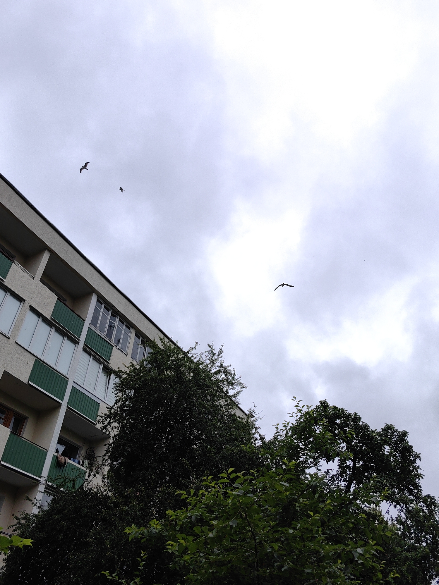 An outdoor, low-angle shot captures a cloudy sky above a residential building and trees. The building, appearing to be on the left of the frame, has a light-colored facade with multiple windows and green balconies. The sky above is overcast with diffused light. Three birds are visible in flight against the sky. One bird is in the upper left quadrant, another is slightly below and to the right of it, and the third bird is in the middle right quadrant. Lush green trees occupy the lower portion of the frame, partially obscuring the lower levels of the building. The scene suggests an urban environment, possibly a residential area within Minsk, Belarus, given the architectural style of the building. There are no discernible people engaged in any specific actions. The overall impression is one of a quiet, overcast day in a city.