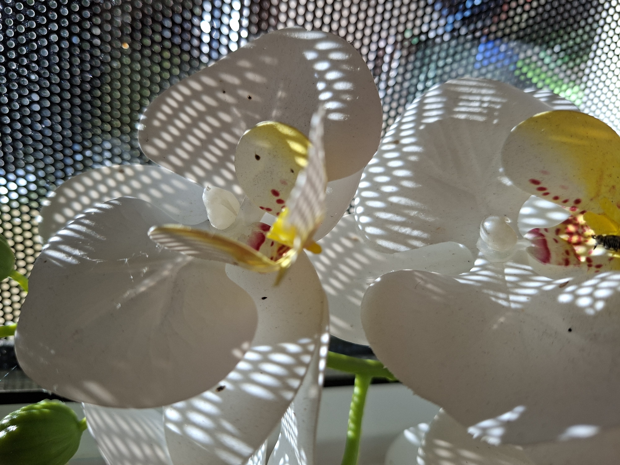 A close-up photograph showcases white orchid flowers with yellow and red accents on their petals. The flowers are illuminated by dappled sunlight, creating a pattern of light and shadow across their surfaces. In the background, a dark, perforated screen is visible, with blurred colors suggesting an outdoor environment. There are no people present in the image. The setting is indeterminate.