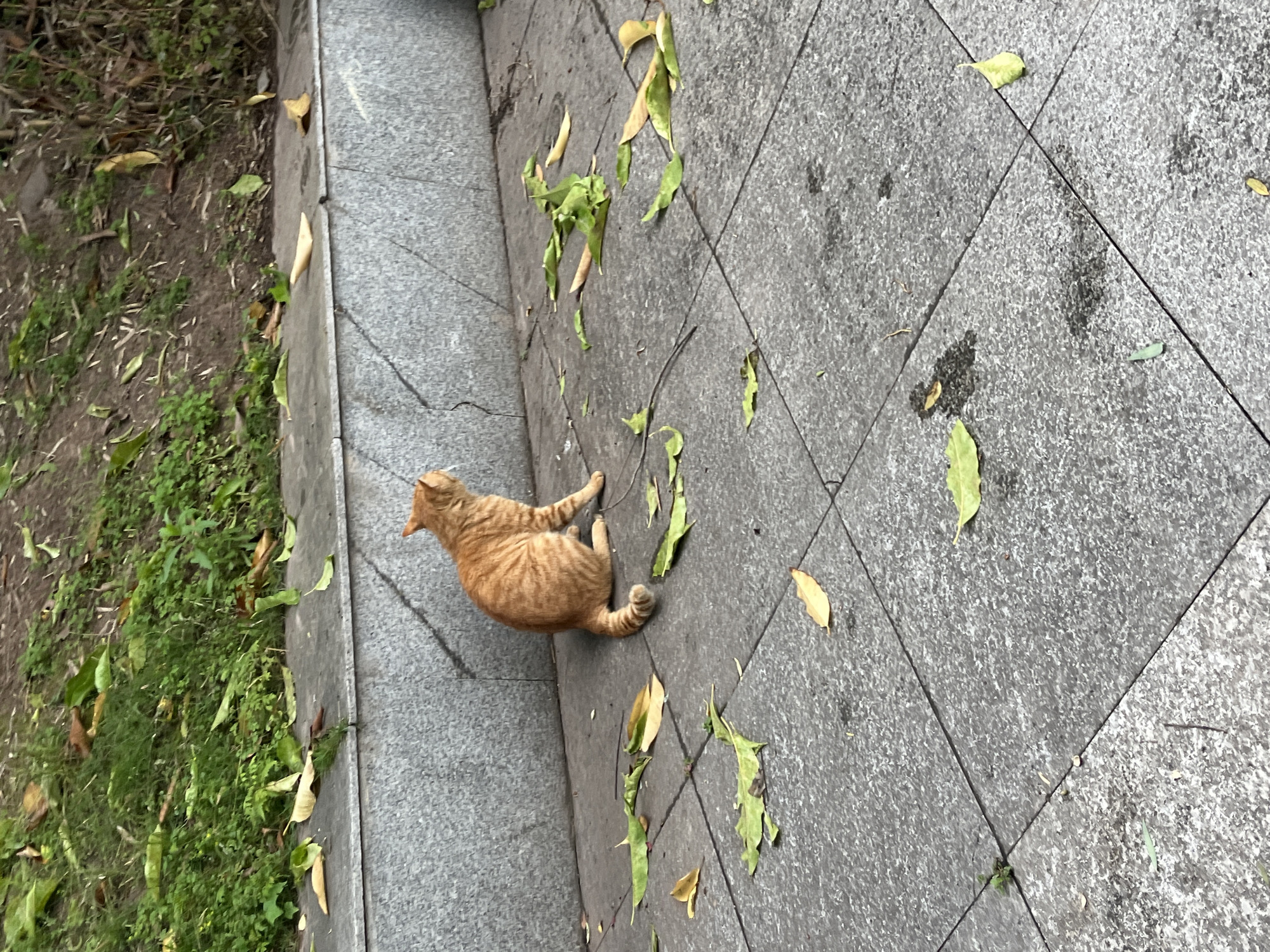 An orange tabby cat lies on its side on a paved sidewalk in Jiangjin, China. The sidewalk is made of gray square tiles with diagonal lines separating them. There are scattered green and yellow leaves on the sidewalk and along the edge of the grassy area next to it. The grass is dense and green.