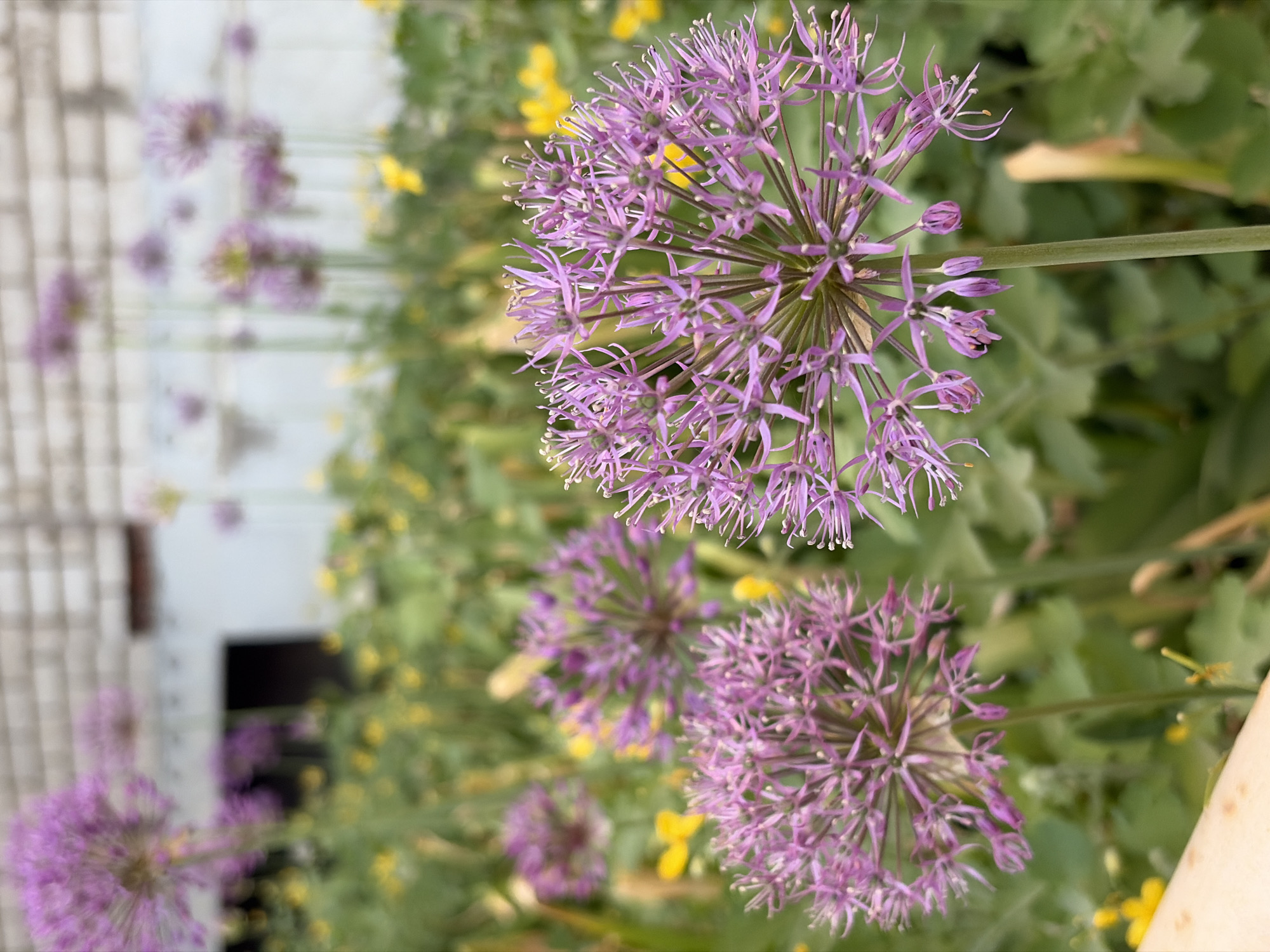 The image features a cluster of purple allium flowers, with their characteristic spherical blooms composed of numerous star-shaped florets. The flowers are positioned against a backdrop of green foliage, interspersed with small yellow flowers. In the blurred background, a building can be seen with white siding. The photograph appears to have been taken outdoors in daylight. There is no evidence to suggest that this image was taken in Izhevsk, Russia.