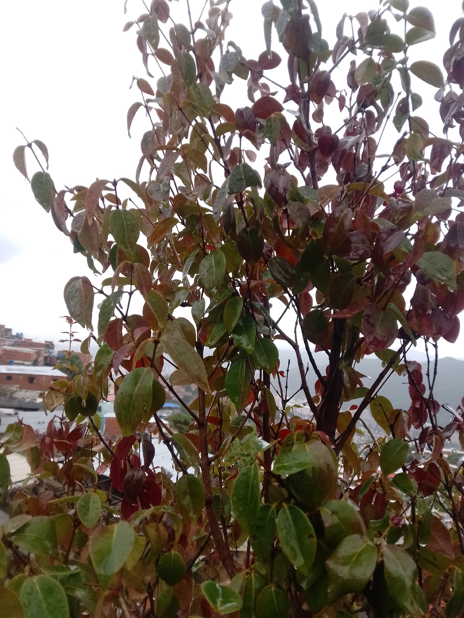 This is a close-up, medium shot of a tree with wet leaves, suggesting it might be raining or has recently rained. The leaves are a mix of green and reddish-brown, some appearing shiny from the moisture. The background is out of focus, but it shows a cityscape with buildings that appear to be in a hilly area, characteristic of Caracas, Venezuela. The sky is overcast, contributing to the overall muted tones of the image. There are no people or visible animals in the frame. The focus is entirely on the foliage and its immediate surroundings.