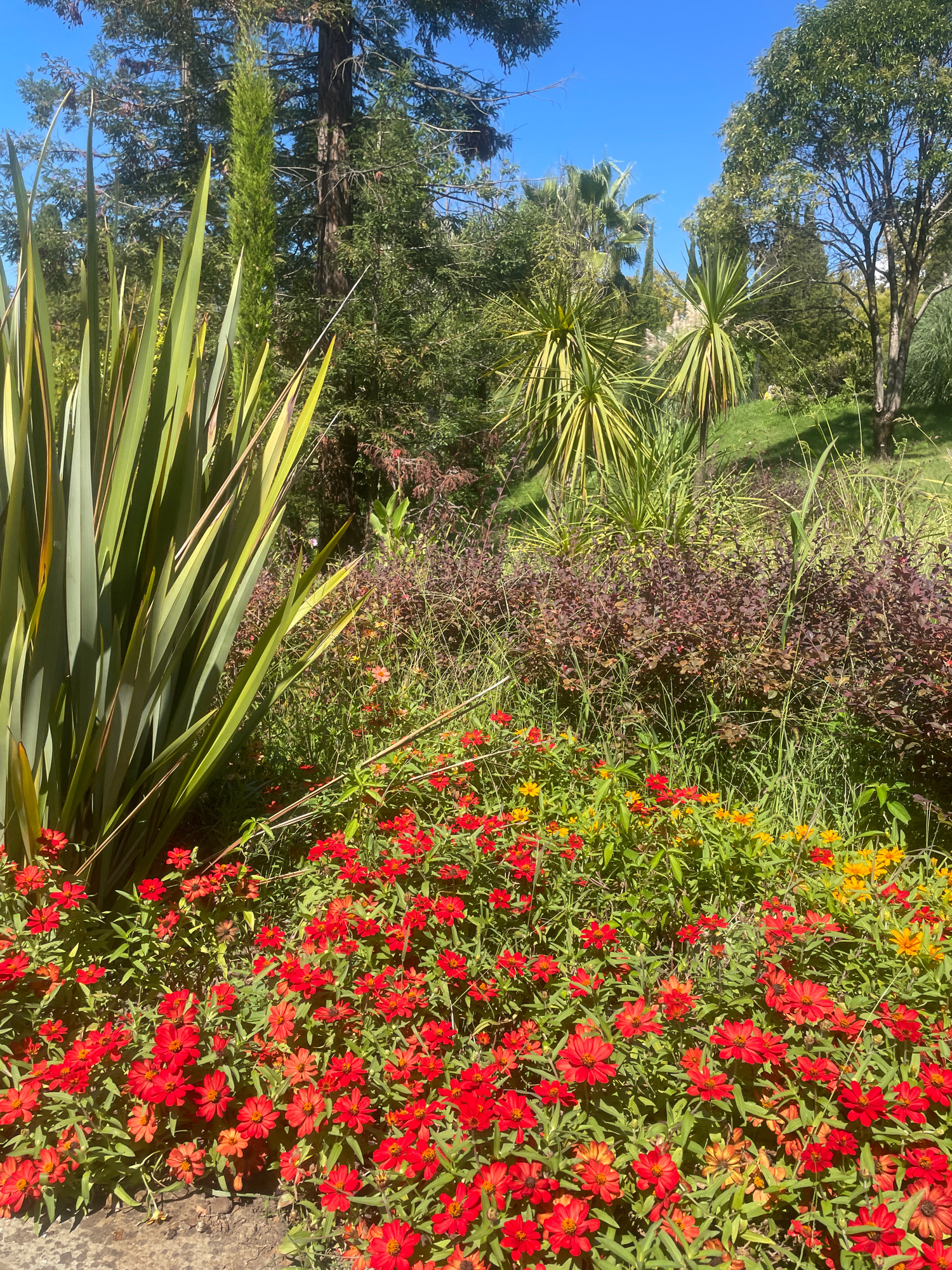 A vibrant flower bed filled with red and orange zinnias dominates the foreground of this outdoor scene. Behind the flowers, a large, spiky green plant stands tall to the left, its leaves casting shadows. In the midground, a dense cluster of purplish-red foliage forms a striking contrast. Beyond this, the landscape rises into a grassy hill dotted with various trees and palm-like plants. The sky above is a clear, brilliant blue. The scene appears to be in a garden or park, likely in a warm climate, such as Sochi, Russia, given its lush vegetation and sunny disposition.
