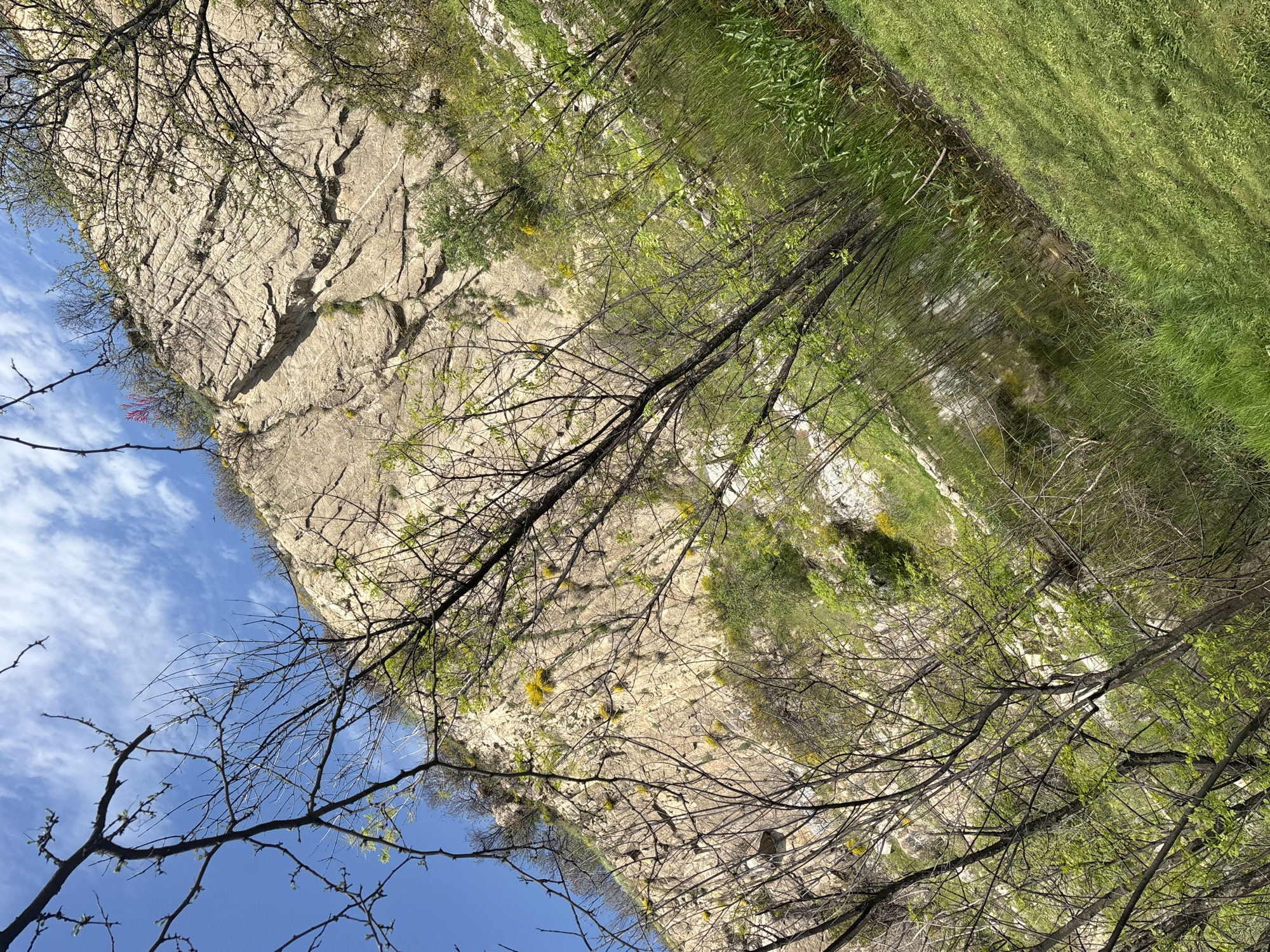 A vibrant natural landscape is depicted, showcasing a large, light-colored rocky cliff face, lush green vegetation, trees, and a body of water under a clear sky.
The central and left portions of the image are dominated by a towering, rugged cliff face, possibly limestone, characterized by deep vertical and horizontal fissures and textured surfaces. Sparse patches of green moss and small yellow flowers cling to its rocky contours.
Numerous deciduous trees, some still bare with intricate branches and others just beginning to sprout fresh green leaves, are scattered throughout the foreground and midground, framing the scene. To the right and bottom right, a thick carpet of vibrant green grass and dense foliage indicates a fertile ground, possibly a valley floor or riverbank.
A calm body of water, likely a river or stream, is visible in the midground towards the right, reflecting the surrounding trees and the sky, adding depth and tranquility to the scene. The upper left corner reveals a bright blue sky with scattered, wispy white clouds.
The bright, natural lighting suggests it is daytime, most likely during spring given the stage of leaf development on the trees. The scene is devoid of human activity or visible structures, focusing entirely on the natural environment. No visible text is present. The landscape evokes a sense of peace and natural beauty, consistent with hilly or mountainous regions such as those found near Plovdiv, Bulgaria.