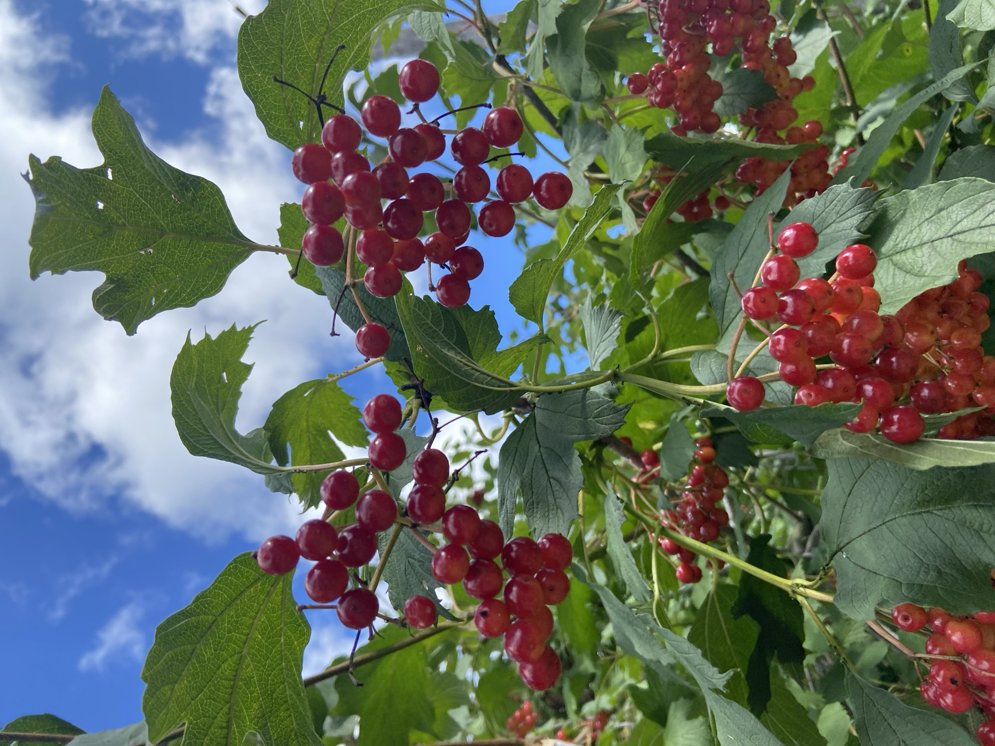 A low-angle, close-up shot captures a cluster of ripe, red berries hanging from a branch of a viburnum bush. The berries are round and smooth, with a vibrant red hue, and are arranged in dense bunches. Lush green leaves with visible veins surround the berries, some of which have small holes. The background features a bright blue sky with scattered white clouds. The scene is set outdoors in the Авиатор Снт, Russia. There are no people or animals present in the image.