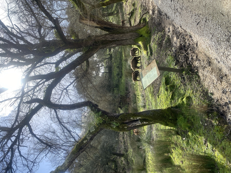 The image depicts a vibrant outdoor natural scene, likely a wooded park or a riverside area, under bright sunlight. The perspective is slightly low, looking across a stream towards a bank.
In the left foreground and extending vertically, a large, gnarled tree with thick branches dominates the frame. Its trunk and some lower branches are covered in bright green moss. Most of its branches are bare, intricate, and extend upwards towards a bright, clear sky, suggesting either late autumn or winter. A strong sun flare is visible in the upper left corner, indicating direct sunlight. Another mature tree, also heavily covered in moss, stands closer to the center of the image, to the right of the first large tree.
A narrow stream or body of water runs horizontally through the mid-ground, reflecting the bright sky and surrounding vegetation. The banks of the stream and the ground beneath the trees are thickly carpeted with lush, vivid green moss and some patches of grass, which are brightly illuminated by the sunlight.
On the far bank of the stream, to the right of the central moss-covered tree, three dark-brown, robust animals, resembling wild boars or pigs, are clearly visible. They appear to be foraging or standing in the mossy grass. They are positioned to the left of a wooden information sign, which stands upright with a dark post and a light-colored display panel. The text on the sign is too small and indistinct to be read. Further in the background, among the trees, additional indistinct animal shapes can be seen, suggesting more wild boars.
To the right side of the image, a light-colored gravel path or road is visible, partially covered with dirt and small stones, suggesting it is a walking trail or access road.
The overall impression is one of a serene, sunny day in a natural environment, possibly a wildlife reserve or conservation area, given the presence of the wild animals and the information sign. The bright sun, combined with the vibrant green moss and clear sky, creates a cheerful atmosphere despite the bare branches of the trees.