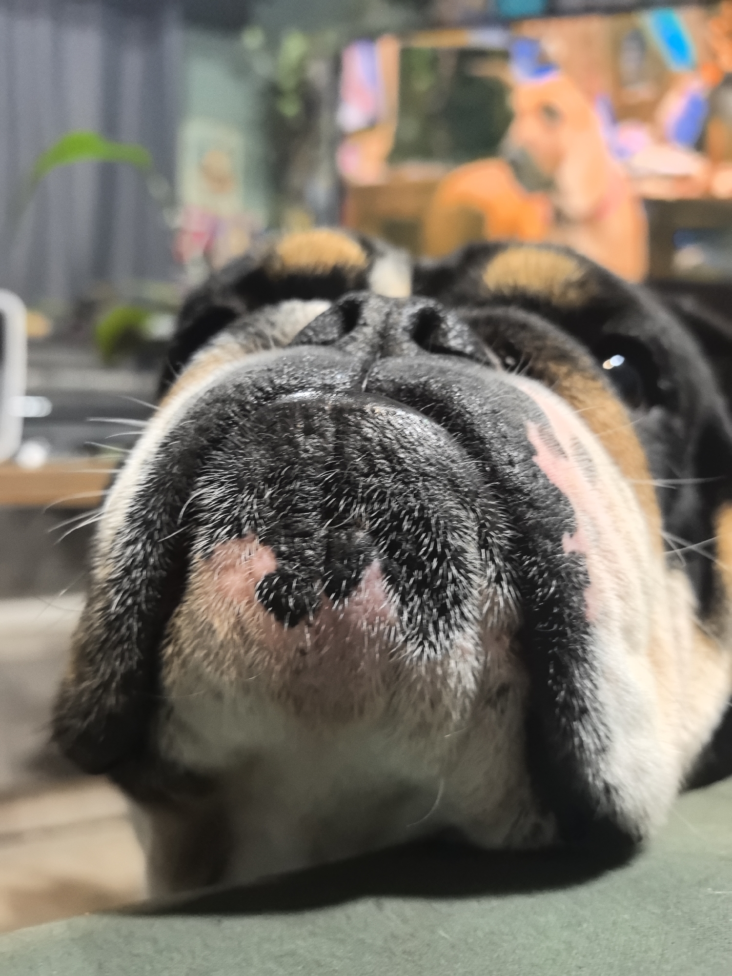 A close-up, low-angle shot focuses on the snout of a bulldog. The dog's nose is predominantly black with patches of pink skin showing through the fur. Sparse white whiskers protrude from the sides of the snout. The dog's coloring transitions to tan and then black towards the top of its head. One eye is partially visible. The dog rests on a green surface. The background is blurred but appears to include foliage and a television screen displaying indistinct figures. The location is not discernible from the image.