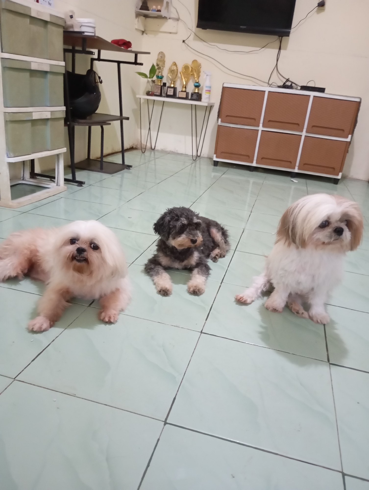 The image depicts an indoor scene, likely a residential living area in Balikpapan, Indonesia. Three dogs are present on a light green tiled floor. The dog on the left is light beige with a fluffy coat, lying down and facing the camera. In the center, a smaller dog with dark gray and light brown fur is lying down, facing to the right. To the right, a white dog with some light brown markings on its head is sitting and looking to the left.
In the background, a light green plastic cabinet with drawers is visible on the left side of the image. Next to it, a black metal shelf unit holds a black helmet. Further back, a white table with thin metal legs supports several trophies and a small plant. On the right side of the image, a brown cabinet with six square doors is positioned against the wall, above which a black television is mounted. The overall environment appears to be a casual, domestic setting.
