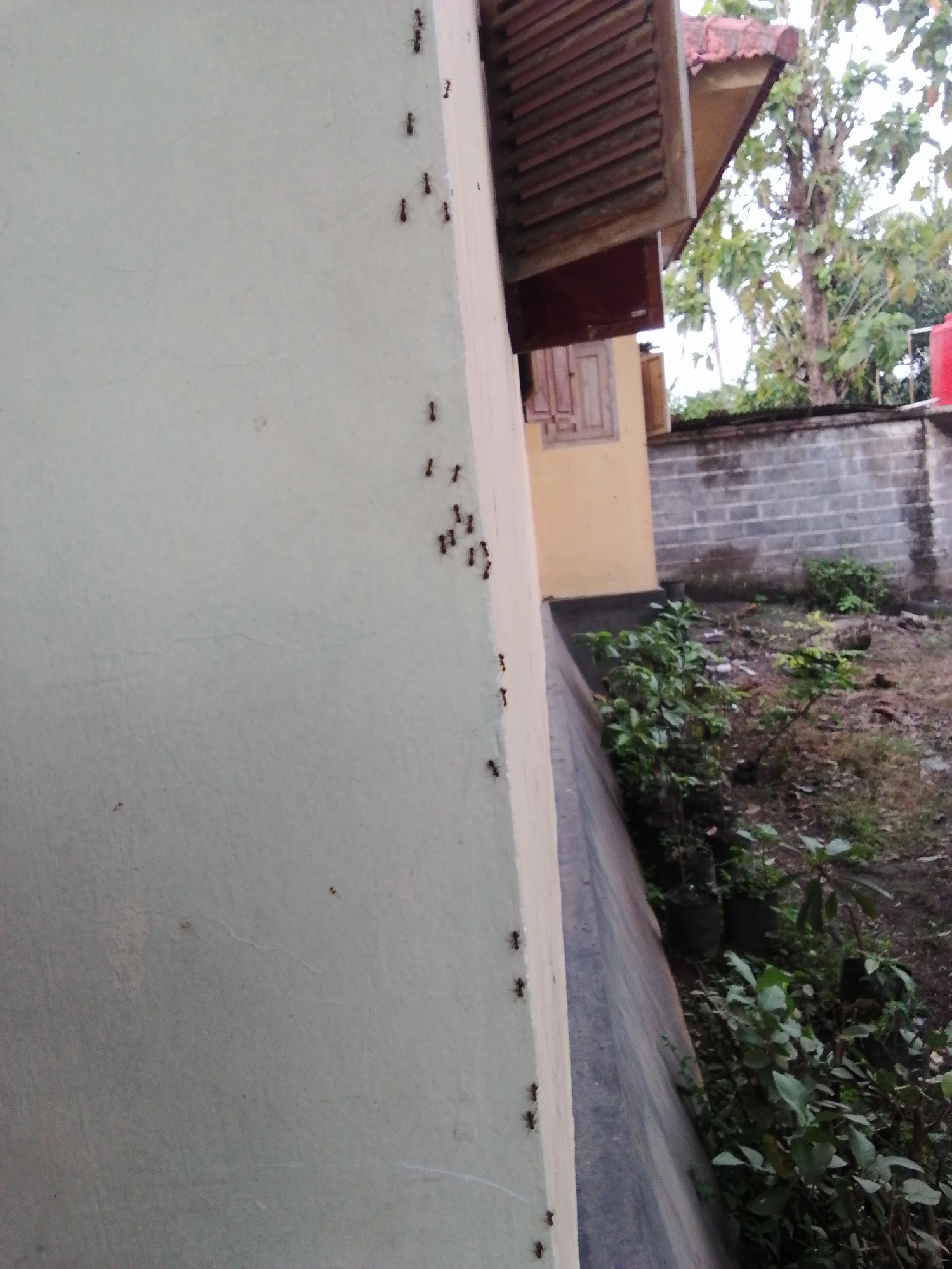 The image shows a light-colored building exterior with a trail of ants moving along the wall. The environment includes greenery, a brick wall, a red tank, and a building with a slatted window covering. The location appears to be outdoors.
