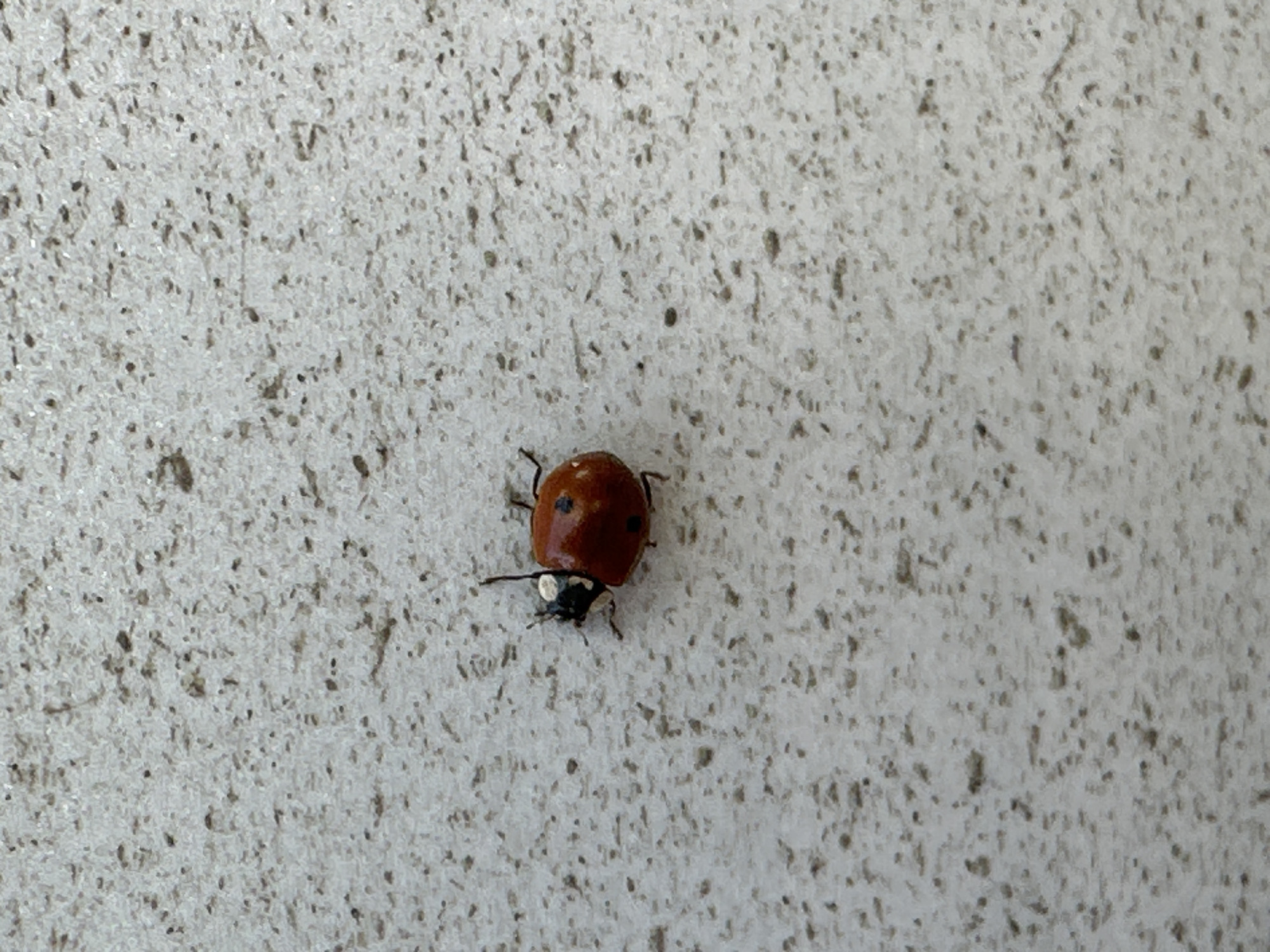 A close-up shot shows a ladybug on a light grey, textured surface. The ladybug has a reddish-orange shell with two black spots. The background surface appears to be a wall or similar structure. There is no indication of the location being Moscow, Russia or any information about people, interactions or actions in the image.