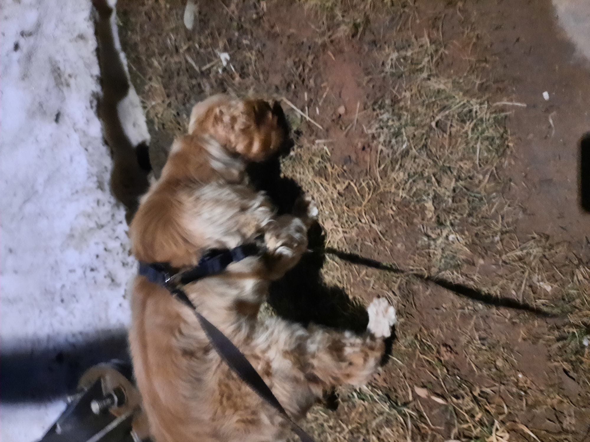 A medium-sized, light-brown dog is lying on the ground partially covered with dry grass. The dog is wearing a dark harness and a leash is attached. To the left, there is snow and what appears to be part of a stroller. The ground is partially covered in dirt. The location is Krasnogorskoye, Russia.