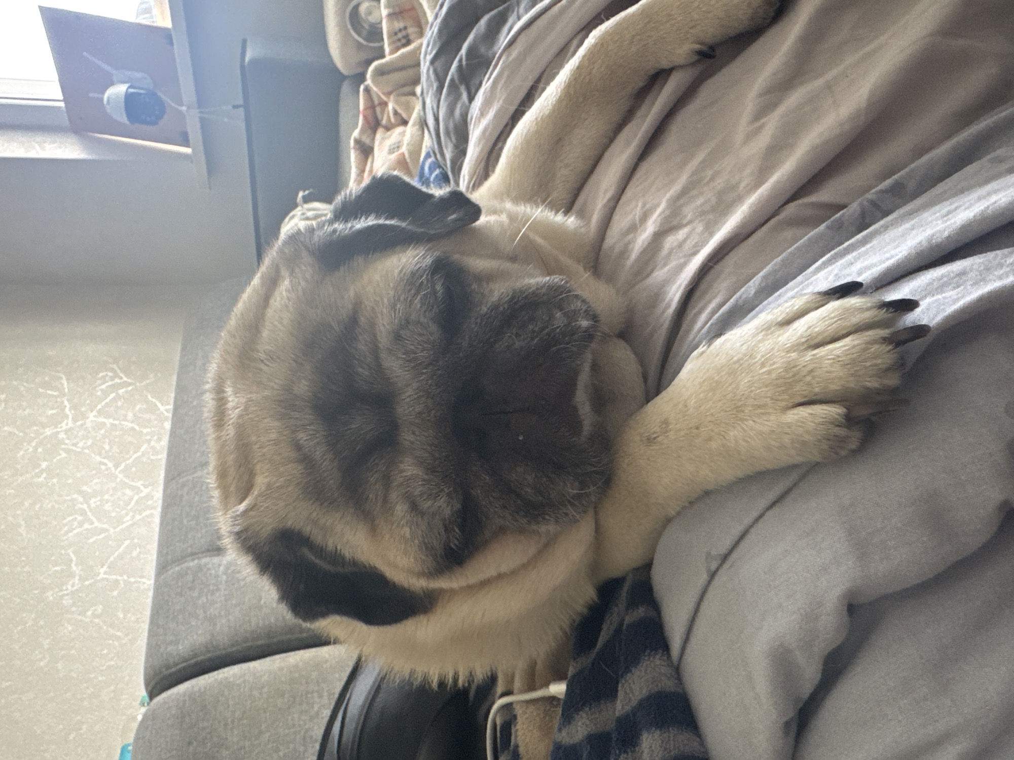 A pug dog is resting on a bed with its eyes closed. The pug is light brown with black markings on its face and ears. It is lying on its side, with its paws outstretched. The bed is covered in blankets and pillows, and the background shows a wall with patterned wallpaper and a window with a view of the outside.