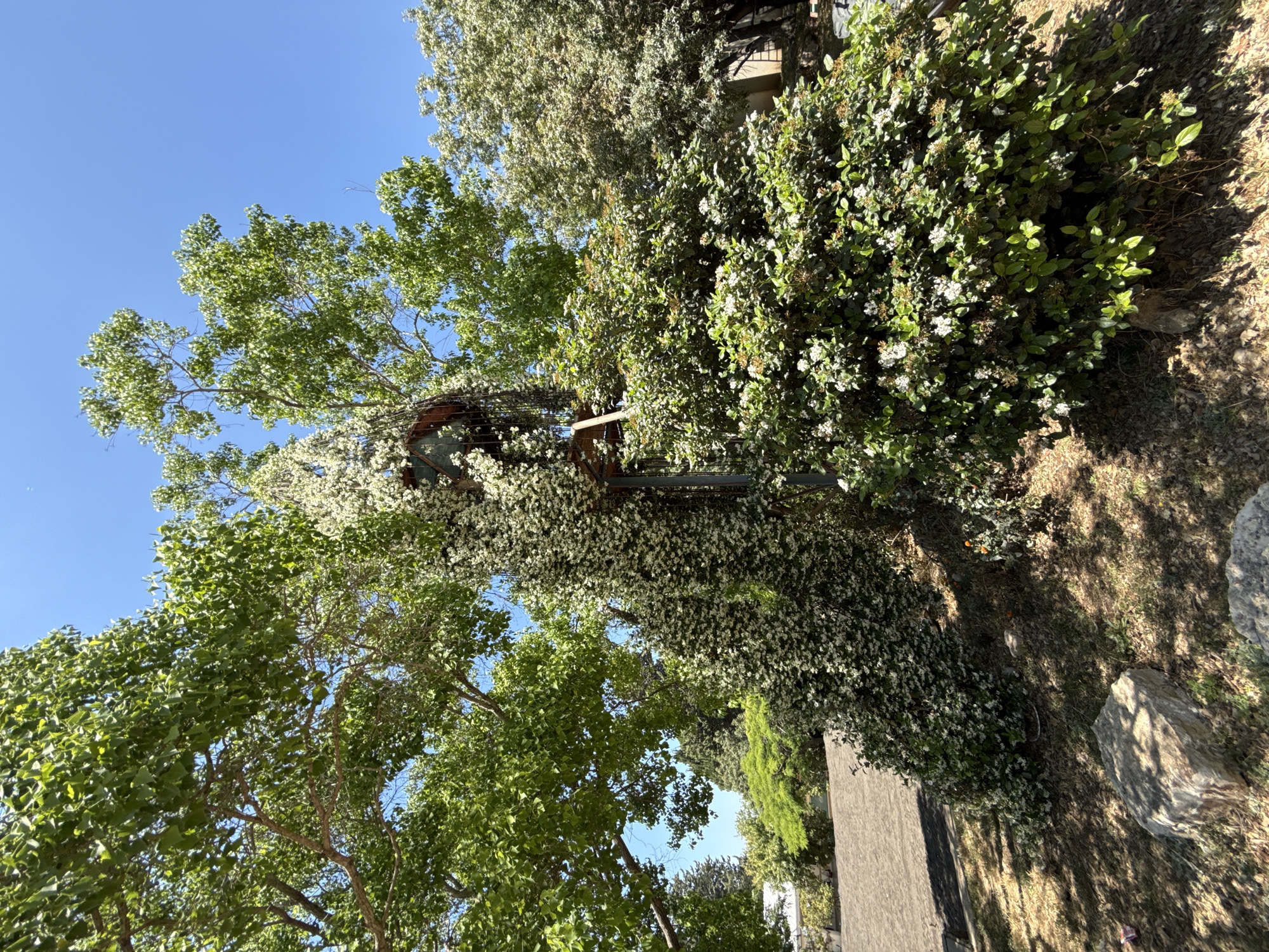 The image shows a scene in Mate Asher Regional Council, Israel, featuring a mix of natural and constructed elements. A lush tree with green foliage occupies the left side of the frame, extending towards a clear blue sky. To the right, a dense bush with white flowers spills over what appears to be a metal structure. The ground is covered with grass and dappled with shadows. A stone or rock is visible in the lower right corner. A fence is also seen on the bottom of the image.