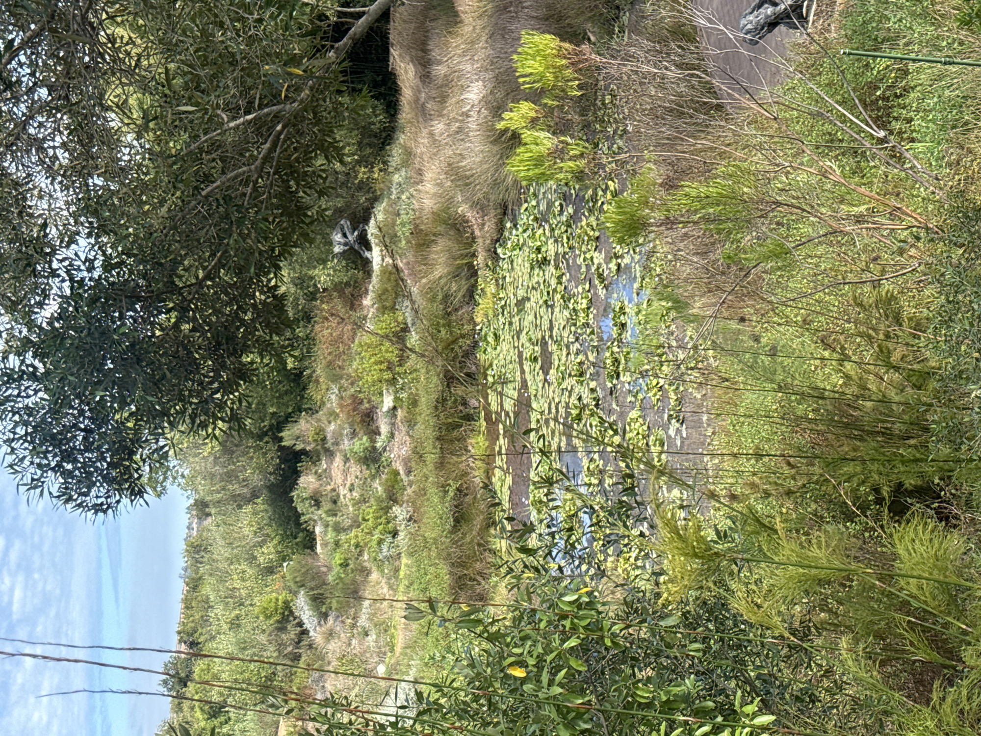 The scene depicts a body of water filled with lily pads, surrounded by vegetation. The environment consists of grassy banks, shrubs, and trees, suggesting a natural or landscaped area. Part of a path can be seen at the top right of the scene. Given the location of Stellenbosch Nu, South Africa, the vegetation is likely indigenous to the region. No people or animals are visible.