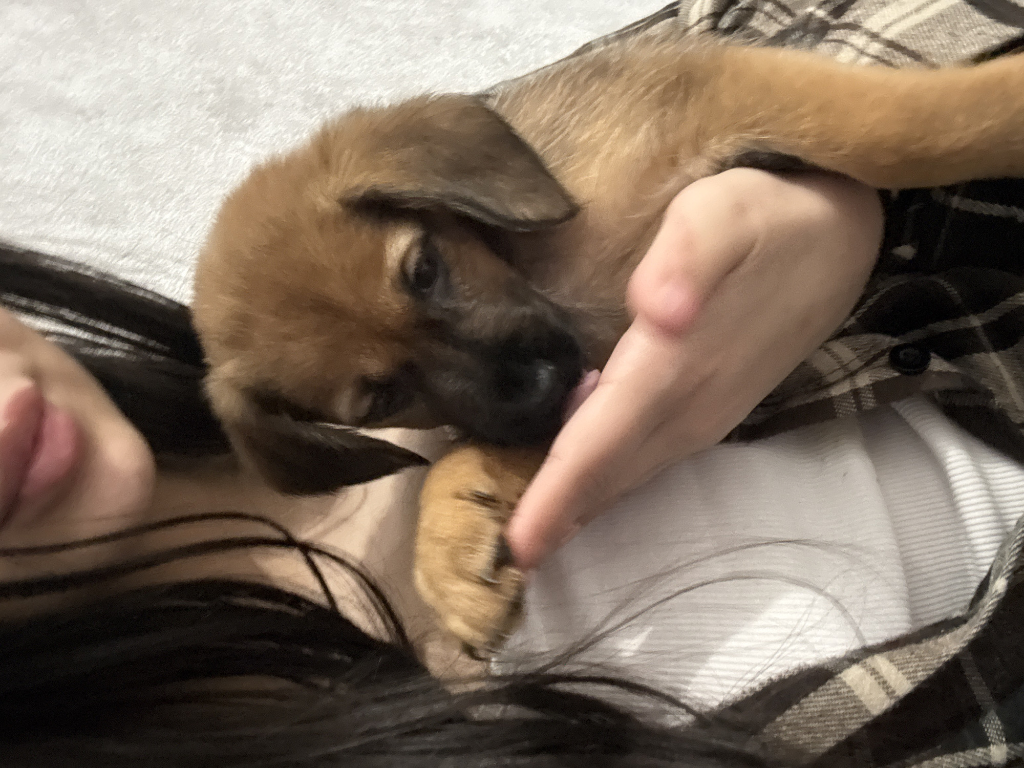 The image presents a warm, intimate scene indoors, focusing on a person interacting with a young puppy. A person, partially visible on the left with dark hair and a light-colored cheek, is lying down. They are wearing a brown and off-white plaid shirt over a white garment, possibly a t-shirt or bedsheet, against a light, soft-textured background like a blanket or bedding.
A small, brown puppy with darker facial markings and floppy ears is nestled against the person's chest or shoulder. The puppy is actively licking the fingers of the person's hand, which is cradling or supporting the puppy. One of the puppy's front paws rests gently on the hand.
The scene conveys affection and tenderness, highlighting the bond between the person and their pet. The lighting is soft and even, suggesting an indoor setting without specific time-of-day indicators. No text is visible in the image. While context suggests Birobidzhan, Russia, there are no visual cues within the image to confirm a specific location.