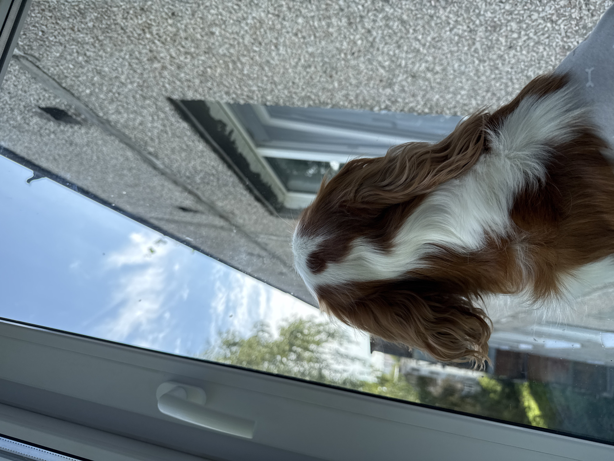 A close-up, rear view shows the head and neck of a Cavalier King Charles Spaniel looking out a window. The dog has brown and white fur. The window frame is white. Outside the window, the sky is blue with some clouds. To the right of the dog, the textured grey wall of a building is visible, with a window. To the left of the dog, blurry green trees are visible.