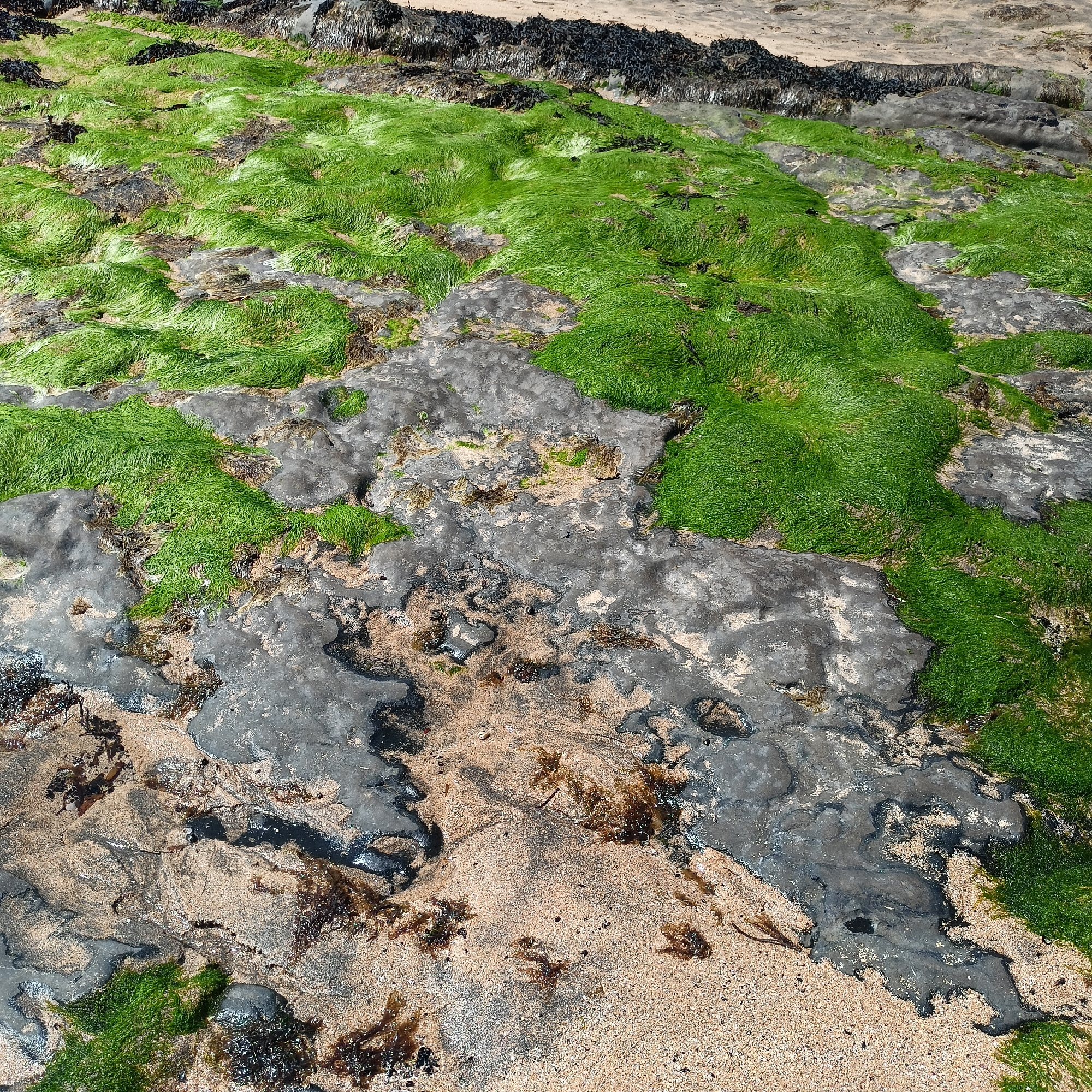 This is a close-up, high-angle photograph of a rocky shoreline at Fanore Beach, County Clare, Ireland. The scene is dominated by patches of vibrant green seaweed growing on dark, wet rocks and interspersed with sandy areas. The seaweed appears lush and somewhat matted, with a texture that suggests it is partially submerged or recently exposed by the tide. The rocks are irregular in shape and color, ranging from dark grey to lighter tan, with some showing a slick, wet surface. Pockets of sand are visible between the rocks, containing small fragments of darker seaweed and what appears to be detritus. The upper portion of the image shows a band of dark, dried seaweed or kelp piled against the sandy bank. The overall impression is one of a natural coastal environment, likely captured during low tide. There are no people or animals visible in the frame. The lighting suggests an overcast or partially shaded day, as there are no harsh shadows.