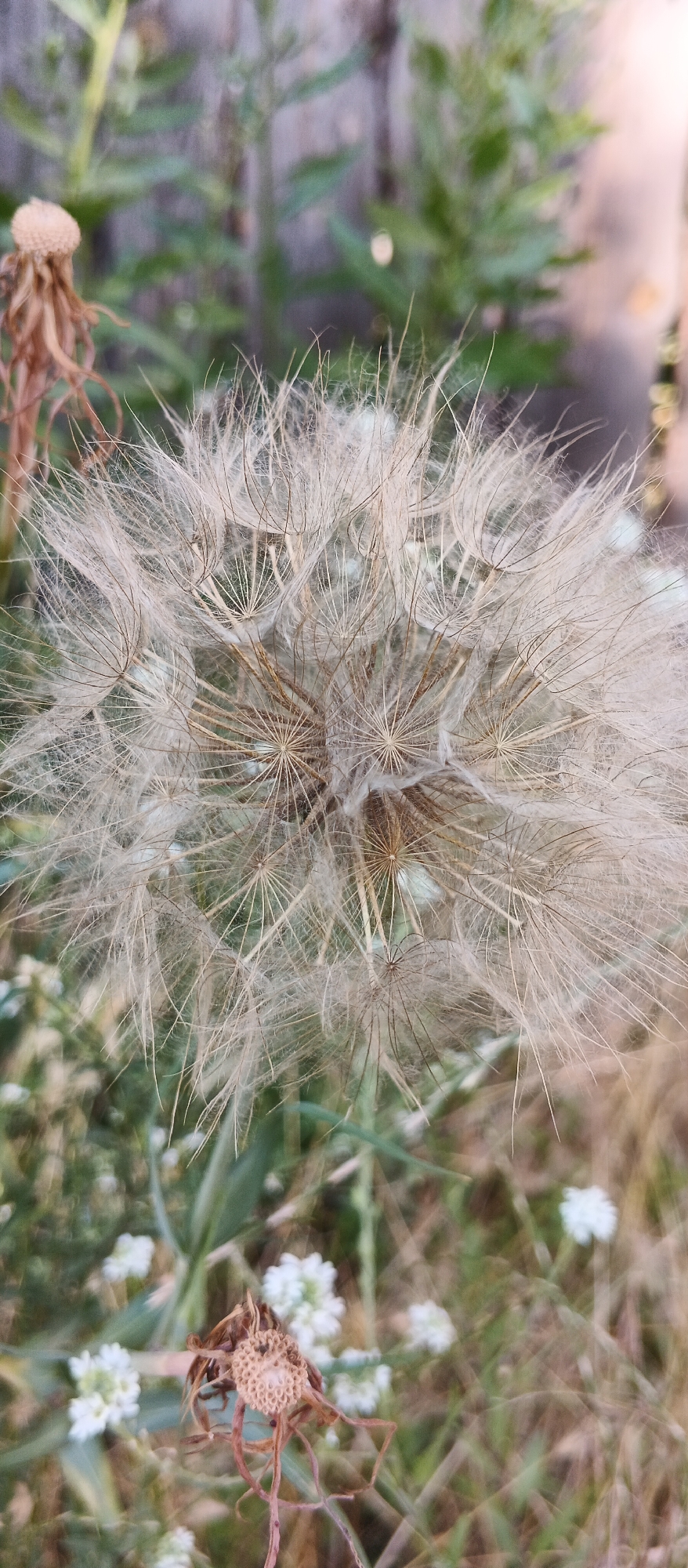 A close-up, vertical, outdoor shot focuses on a large, fluffy seed head of a plant, possibly a salsify or dandelion, against a softly blurred background of green foliage and a wooden fence. The seed head is light brown and cream-colored, with numerous delicate strands radiating outwards, some still attached to the central structure, others appearing to have detached. In the foreground and to the left of the main subject, a dried, brown flower head with a more rigid, skeletal structure is visible, along with a few small, white wildflowers scattered in the lower portion of the frame. The lighting suggests it is either early morning or late afternoon, with a warm, diffused glow. The scene appears to be in a natural or semi-natural setting within the city of Smila, Ukraine, perhaps a park, garden, or roadside. There are no people or animals visible in the image.