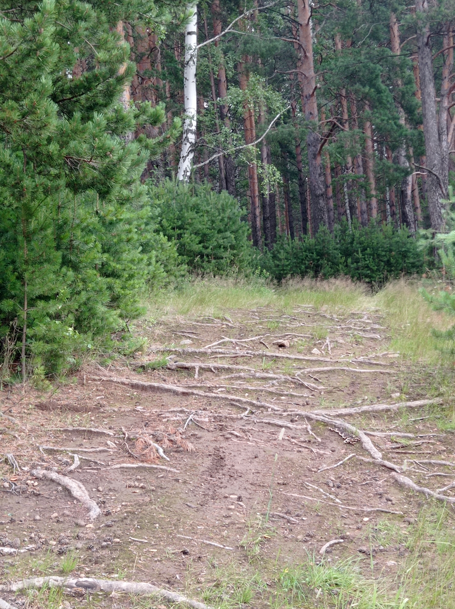 A path covered in exposed tree roots winds through a forest. The path is dirt and a few scattered pinecones are visible on the ground. Pine trees and some birch trees are present in the background. The scene appears to be a natural outdoor environment. There are no people or animals visible in the image. The location is identified as Degtyarsk, Russia.