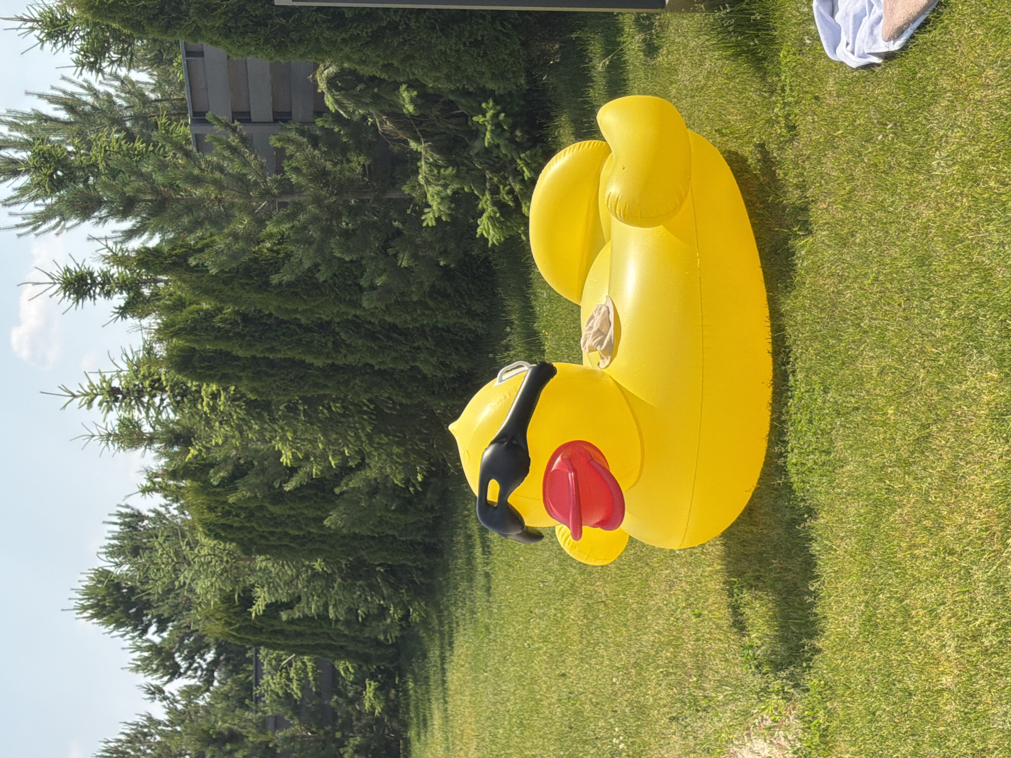 A bright yellow inflatable duck with black sunglasses and a red beak rests on a lush green lawn. The duck is positioned on its side, facing towards the left of the frame. Behind the duck, a dense line of evergreen trees forms a natural backdrop, with some trees appearing taller and more mature than others. A dark grey fence is partially visible behind the trees on the right side of the image. The sky above is a clear blue with a few wispy white clouds. The overall setting appears to be a well-maintained backyard or garden area. There are no people visible in the image.