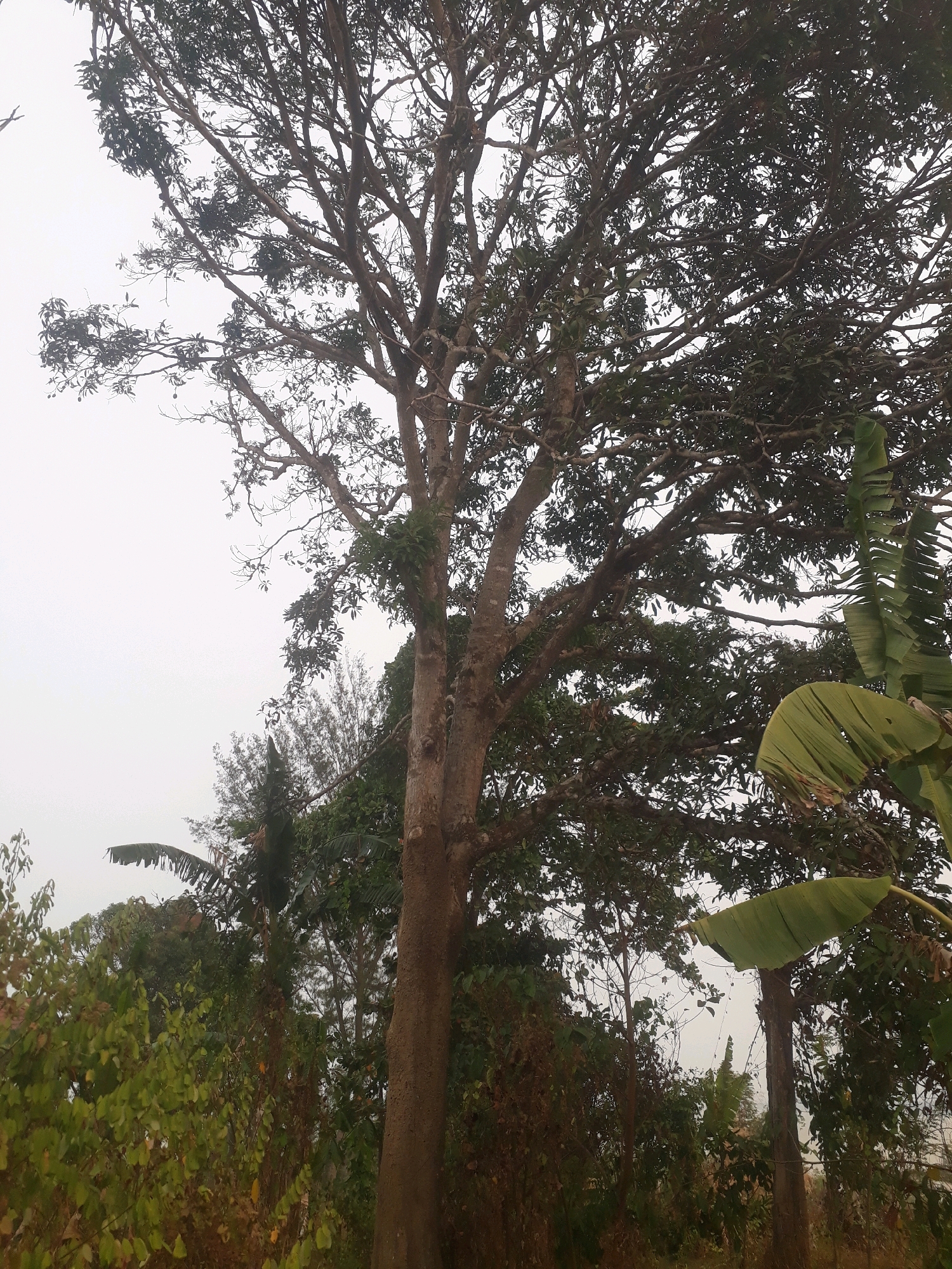 The image shows a large tree with many branches and dark green leaves, set against a pale, overcast sky. The tree is in the foreground, with its trunk and lower branches clearly visible. In the background, there are other trees and vegetation, including what appear to be banana leaves. The scene suggests an outdoor environment, possibly a park or a natural area within the city of Pangkalpinang, Indonesia. There are no people or animals visible in the image. The lighting is diffused, indicating an overcast day.