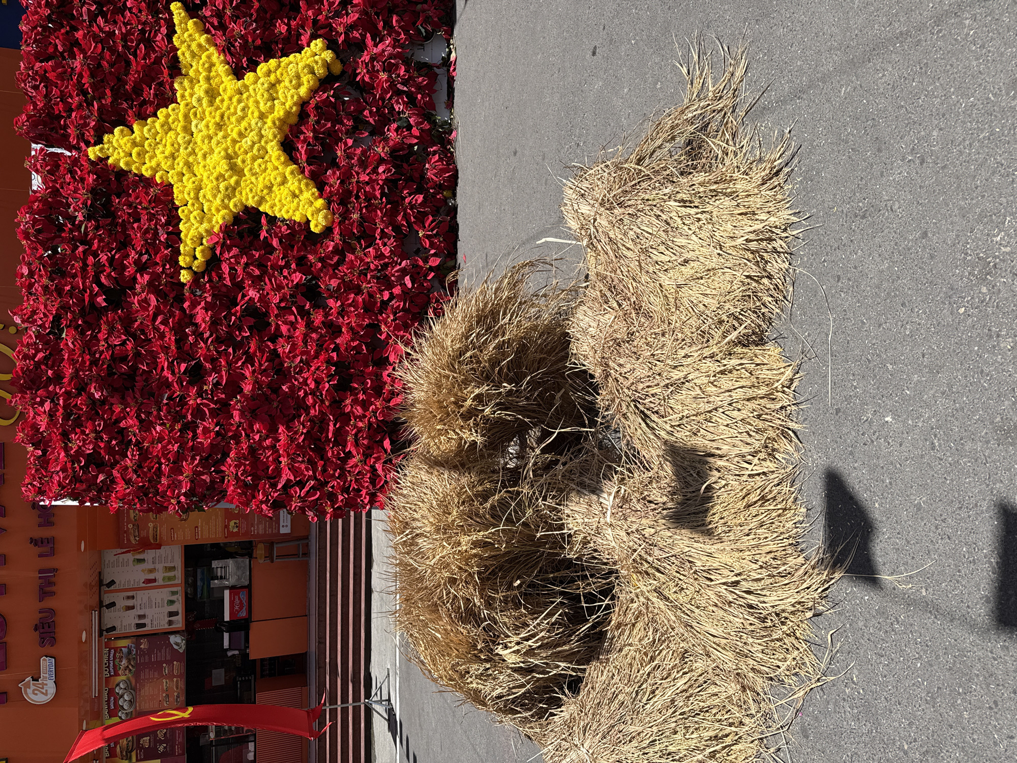 A photograph in Bắc Nha Trang, Vietnam, shows a display on a gray surface featuring the Vietnamese flag made of flowers, set alongside arranged bundles of straw. The flag is composed of tightly packed red flowers forming the background, with a yellow five-pointed star at its center, also made of flowers. The bundles of straw appear dry and are bound together, with some loose strands.
Behind the display is an orange building, partially visible, displaying a red Vietnamese flag and signs in Vietnamese. The building appears to be a supermarket, with advertising or informational posters visible in the windows. The image is captured in daylight, casting shadows from the subjects onto the gray surface.