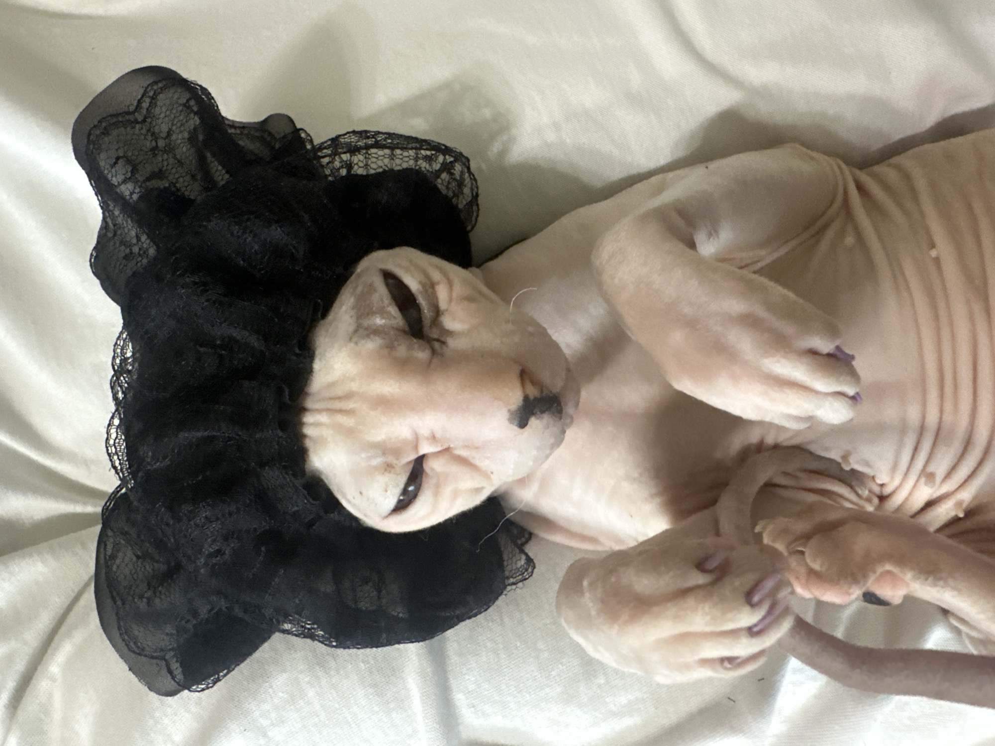 A hairless cat, likely a Sphynx breed, lies on its back on a white, textured surface, possibly a bed or soft fabric. The cat is wearing a black lace bonnet or cap that covers its head and ears. Its eyes are partially closed, giving it a relaxed or sleepy appearance. The cat's skin is pinkish and wrinkled, characteristic of the breed. Its paws are visible, and one paw shows purple-colored nail polish. A dark marking is visible on the cat's muzzle. The scene appears to be indoors, with soft lighting. The overall mood is whimsical and humorous due to the cat's attire. No visible text is present in the image. The provided location context is Togliatti, Russia.