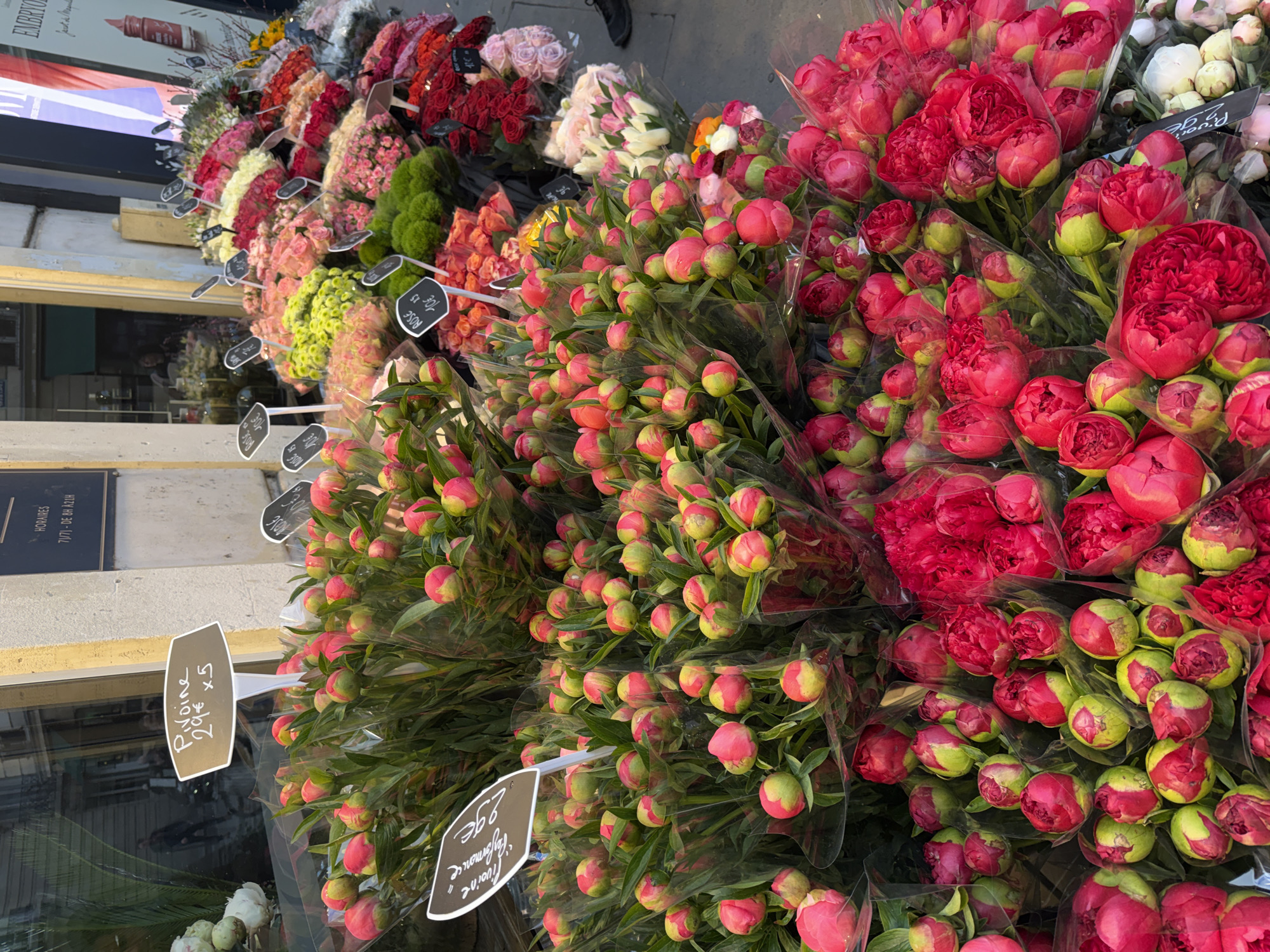 This image captures a vibrant outdoor flower stall or shop display, likely in Paris, France, given the French text. The scene is dominated by numerous bouquets of fresh flowers, primarily deep red and pink peonies and roses, arranged in rows along a storefront.
The main subjects are the countless flower bouquets, tightly wrapped in clear plastic. The foreground and right side of the image feature many bouquets of peonies, some in tight bud form with vibrant green sepals and deep pink to red petals, while others are partially open, showcasing their rich, multi-layered blooms. On the left side and in the background, various bouquets of roses are visible, displaying shades of red, white, pink, and yellow. A person's foot can be seen in the background, suggesting pedestrian activity.
The activity taking place is the sale of flowers, with bouquets displayed for customers. The setting appears to be a busy commercial street during daytime, indicated by the bright, natural lighting. The shop has large windows reflecting some elements of the street, and a building facade with a dark sign displaying business hours.
Notable details include the meticulous arrangement of the bouquets, each individually wrapped. The colors are striking, with vivid reds and greens standing out against the lighter building facade. Many peonies are still in bud, suggesting they are newly stocked.
Visible text includes several price tags. One prominent tag reads "Pivoine 29€ x5," indicating peonies are sold at 29 Euros for five stems. Another tag for "Rose" shows "10€" and "1.5," likely indicating a price per stem or bundle. Another peony variety is labeled "Pivoine 'Performance'" and "Pivoine 'Hayamonce'". A sign on the building displays "HORAIRES 7/7) - DE 8H A 21H," signifying the shop's operating hours from 8 AM to 9 PM, seven days a week. A poster in the background also shows the word "EMBRYO."