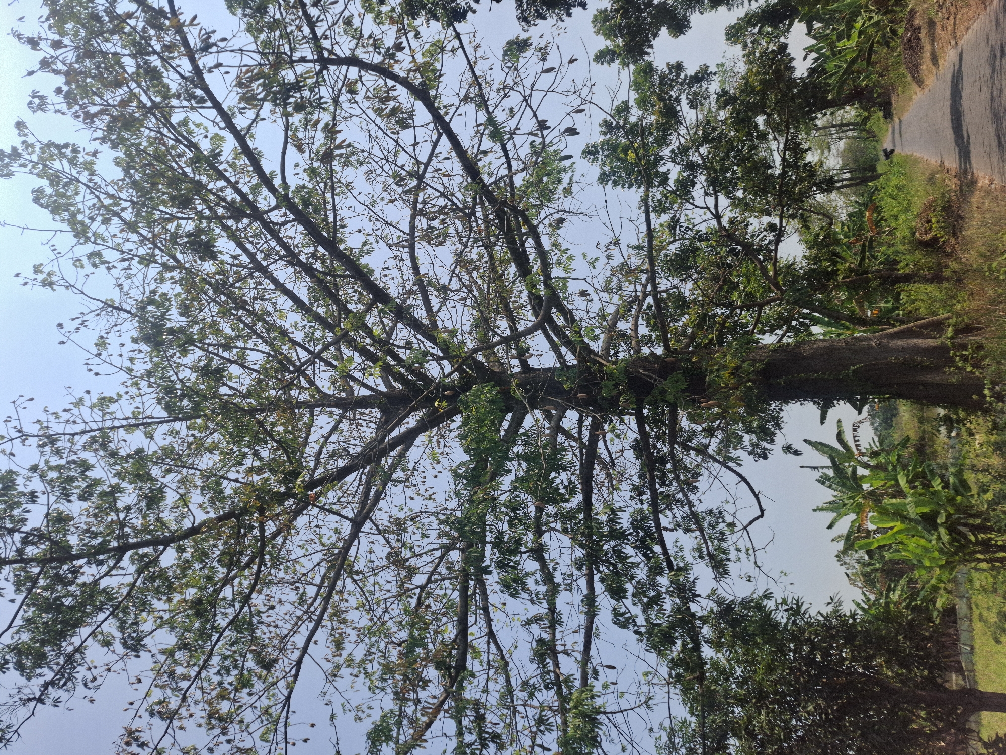 This is a full, vertical shot of a large tree with a wide trunk and many branches reaching towards the sky. The tree has sparse green leaves and pods hanging from its branches, suggesting it might be a Kapok tree. The tree is situated on the side of a narrow, paved road. To the left of the road and the large tree, there is lush green vegetation including banana trees. To the right of the road, dry grass and soil are visible. The sky is clear and blue. The image appears to be taken in Brangsi, Indonesia, a rural area, indicated by the vegetation and the uncrowded road. There are no people visible in the image.