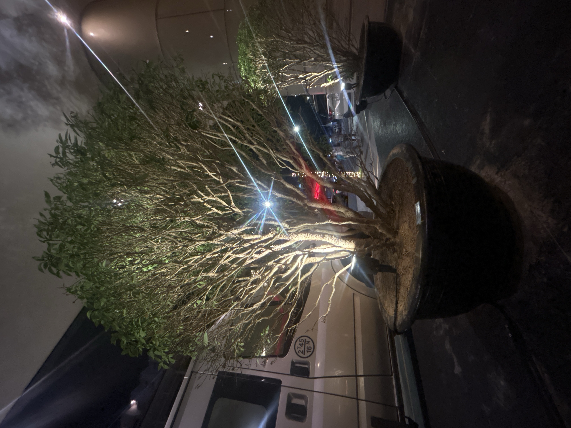 The scene is a nighttime shot of a tree in a pot with a vehicle behind it. It is outdoors, in a city area, likely Nha Trang, Vietnam. The lighting is artificial and there is a street scene behind the tree, with lights and traffic. The tree has many small leaves. The vehicle behind it appears to be a van. The shot is slightly angled, giving a distorted perspective. The environment appears to be urban.