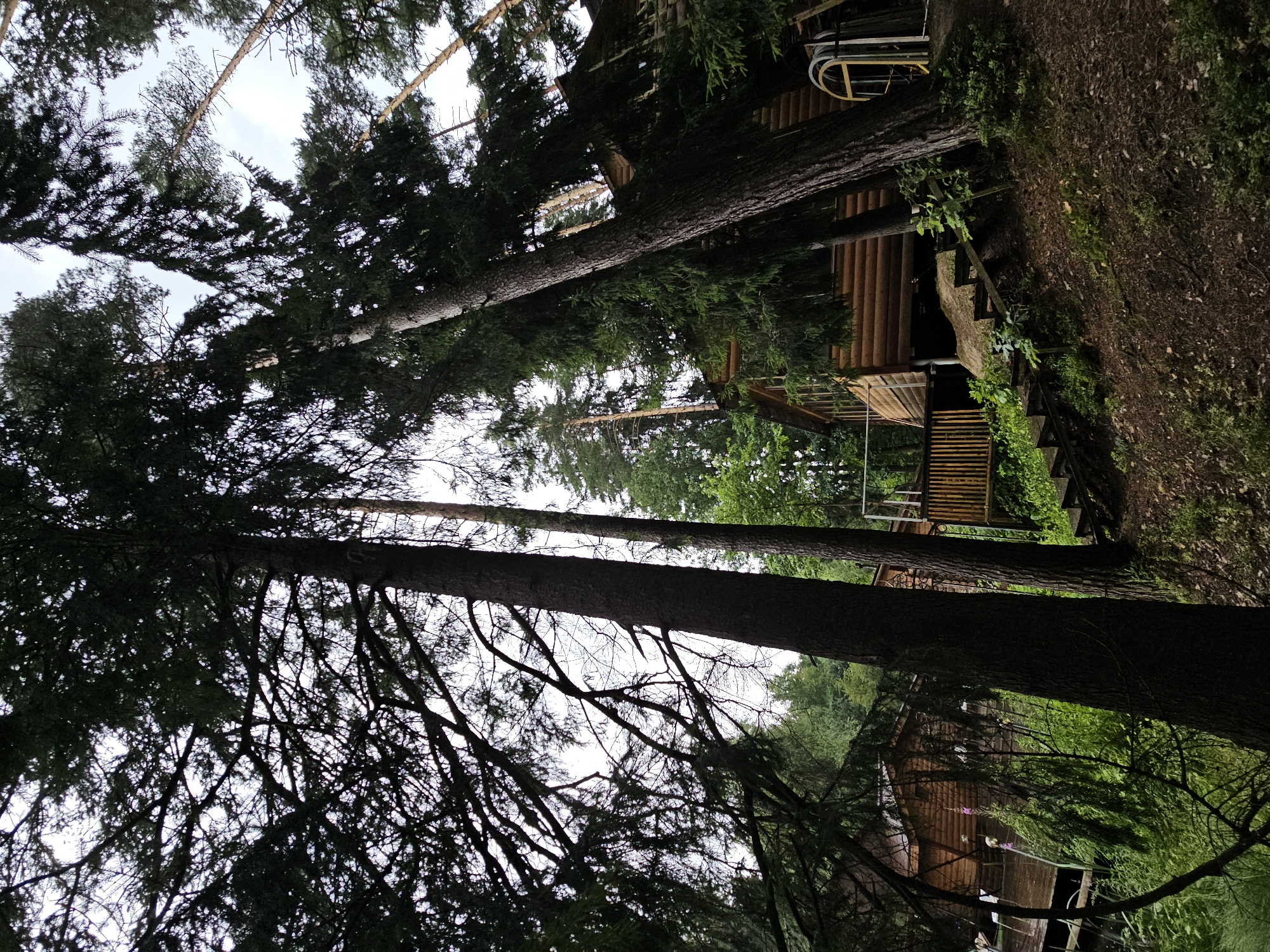 This is a low-angle, wide shot of a wooded area with a large log cabin. Tall evergreen trees with dark green needles dominate the foreground, their branches reaching towards a hazy, overcast sky. The cabin, constructed of horizontal logs, is visible in the middle ground and right of the frame. It features large windows, some with arched tops and yellow frames. A wooden deck wraps around a portion of the cabin, and wooden stairs lead up from the forest floor to the deck. The ground is covered in brown earth, fallen leaves, and scattered greenery. In the distance, more trees create a dense forest backdrop. The scene is set in Ulitkino, Russia, suggesting a rustic, possibly vacation-oriented environment. There are no people visible in the image.
