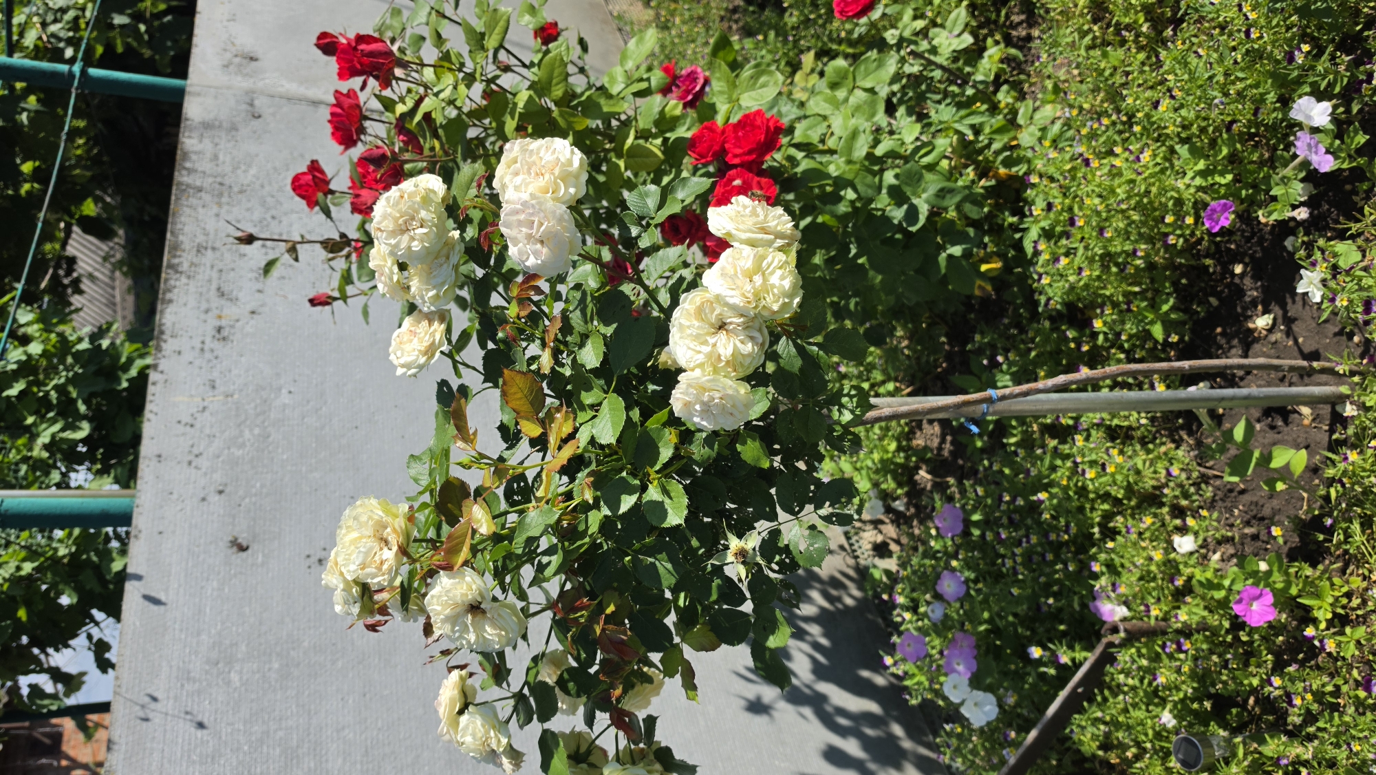 A medium shot captures a bush with creamy white and vibrant red roses in bloom, situated in front of a textured gray concrete wall. The roses are a focal point, with many full blooms and buds visible on the branches. The bush is supported by a thin wooden stake. Surrounding the rose bush at its base are a variety of smaller, colorful flowers in shades of purple, pink, and white, interspersed with green foliage and dark soil. In the background, the upper portion of the concrete wall is partially obscured by lush green leaves and branches of trees and possibly other plants. The sky is not visible in the frame. The scene is outdoors, under bright daylight, casting shadows on the wall and the ground.